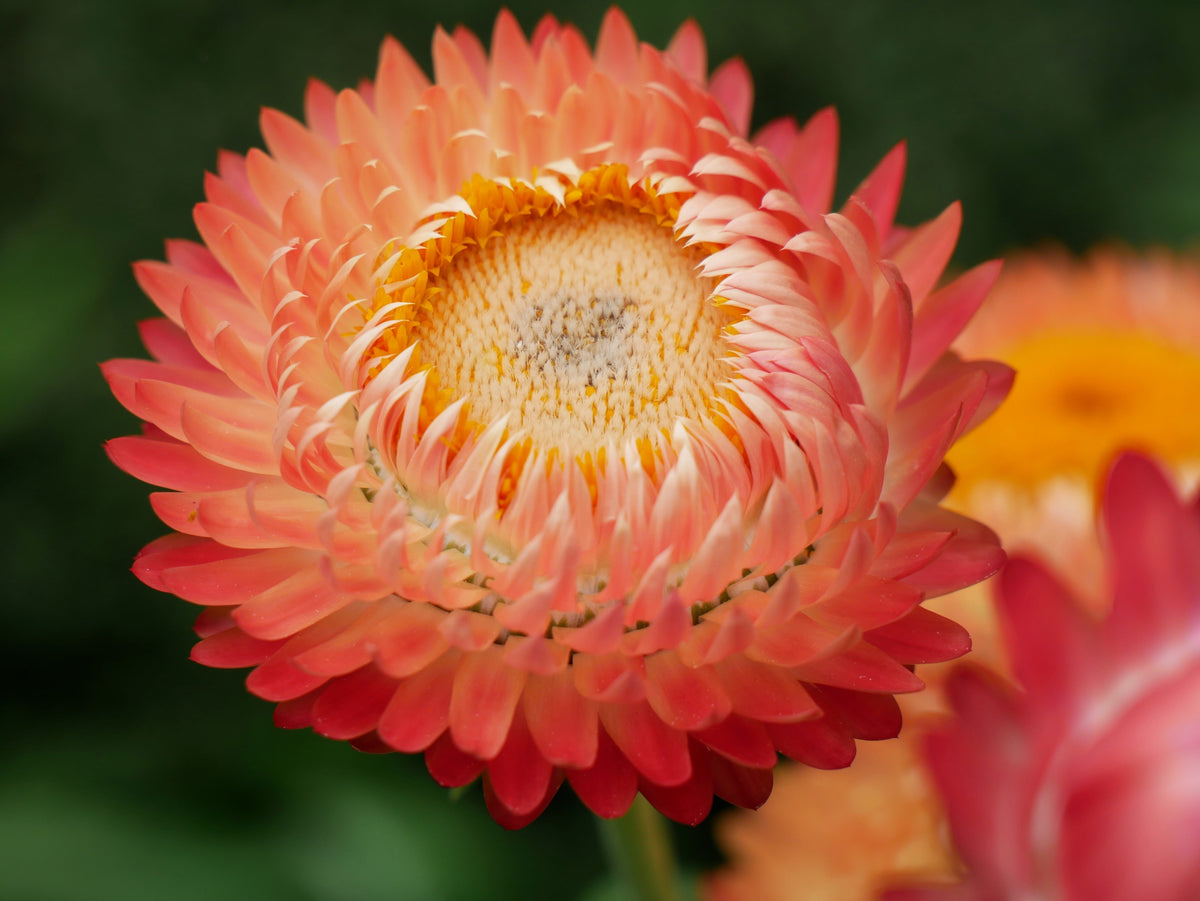 100 APRICOT & PEACH STRAWFLOWER Organic Mix Coral Paper Daisy Helichrysum Bracteatum Flower Seeds