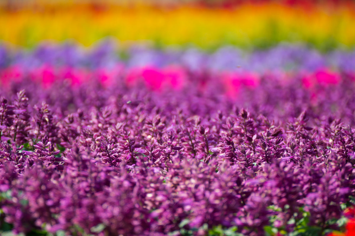 20 BRIGHT PURPLE SALVIA Splendens Scarlet Sage Flower Seeds
