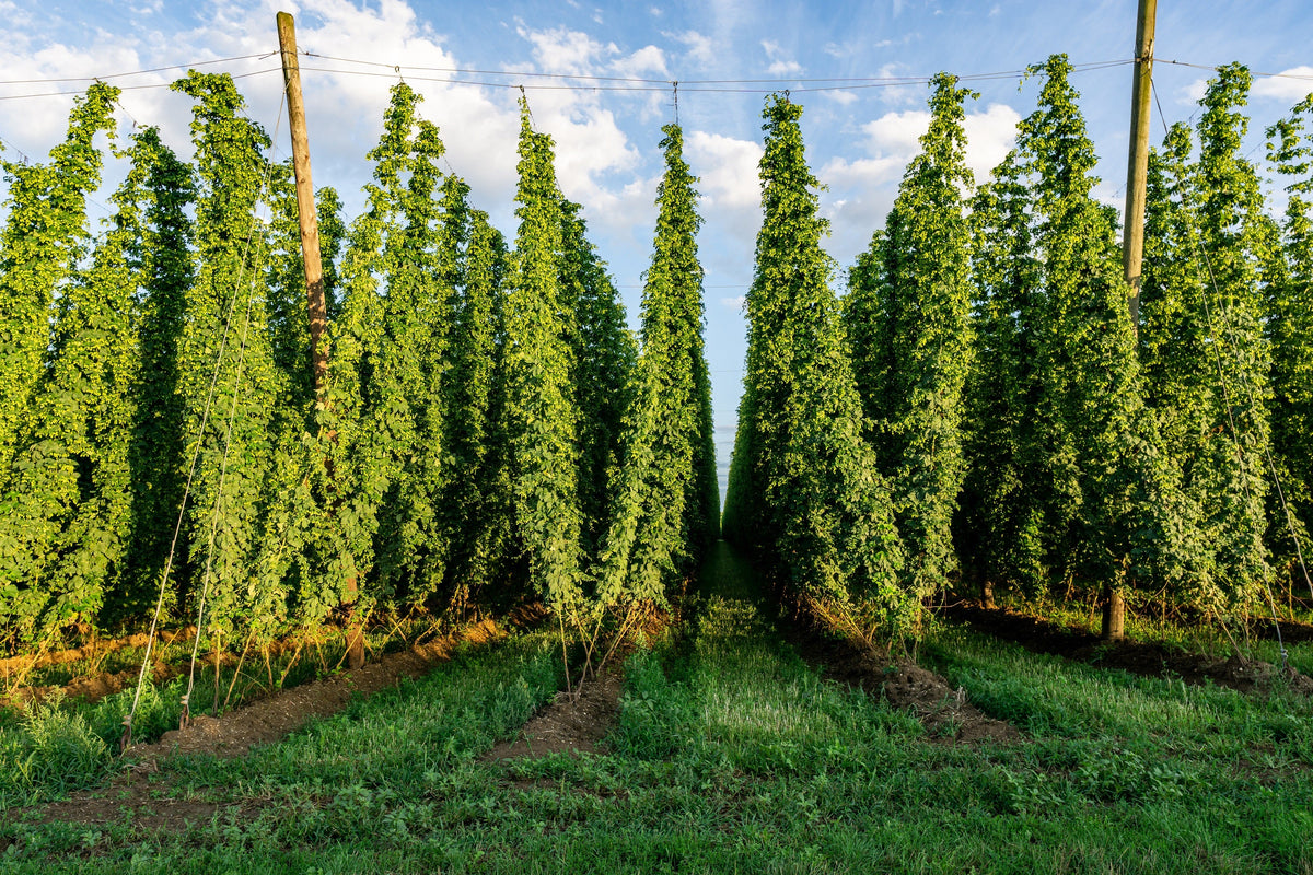 25 COMMON HOPS European Humulus Lupulus Vine Seeds Beer Making Ingredient Seeds