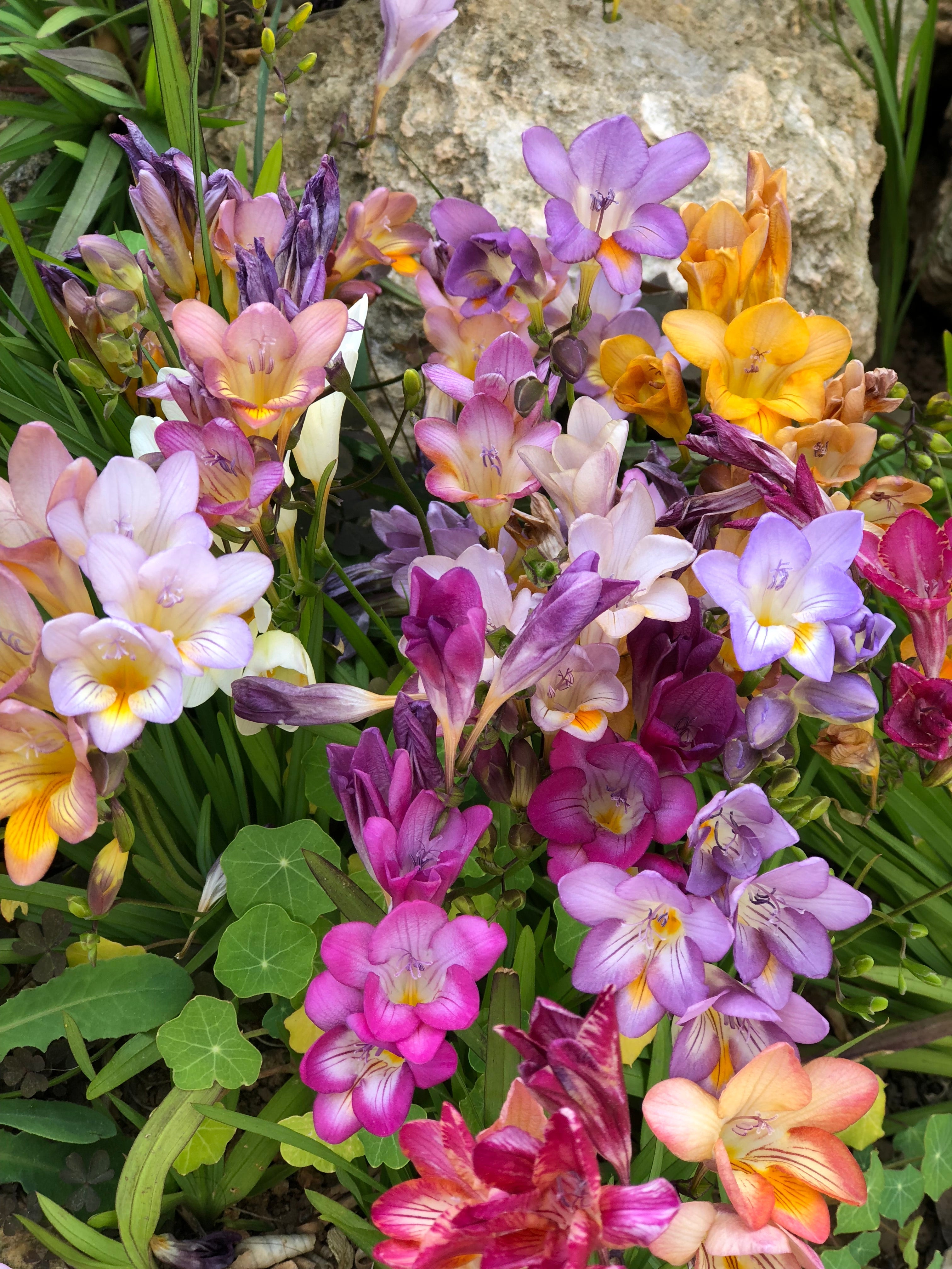 5 ROYAL CHAMPION Mix FREESIA Mixed Colors Pink Blue Purple Yellow Red Orange Flower Seeds