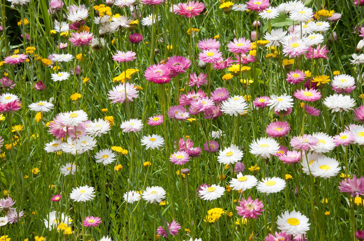 100 MIXED DOUBLE ACROCLINIUM Paper Daisy Helipterum Rhodanthe Flower Seeds