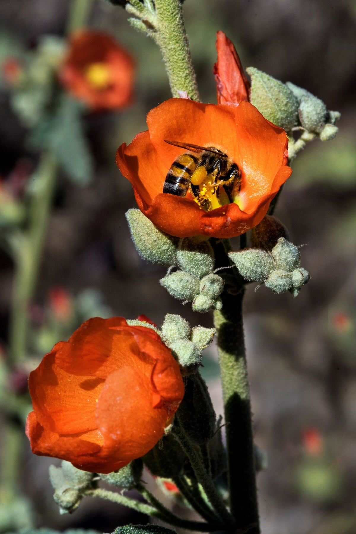 20 Apricot DESERT GLOBEMALLOW Mallow Sphaeralcea Ambigua Flower Seeds