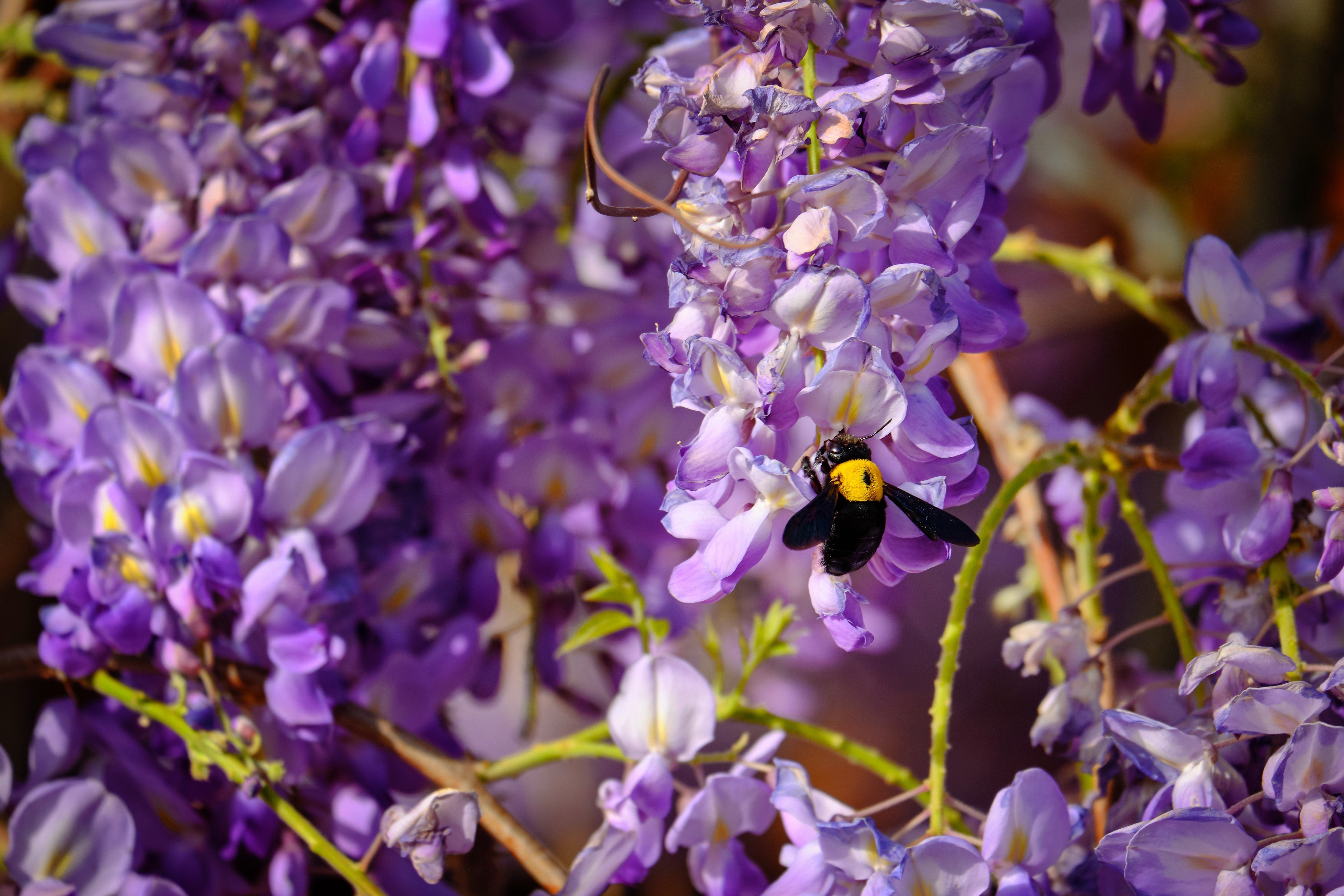5 BLUE CHINESE WISTERIA Sinensis Ornamental Vine Climber Blue Violet Purple Flower Seeds