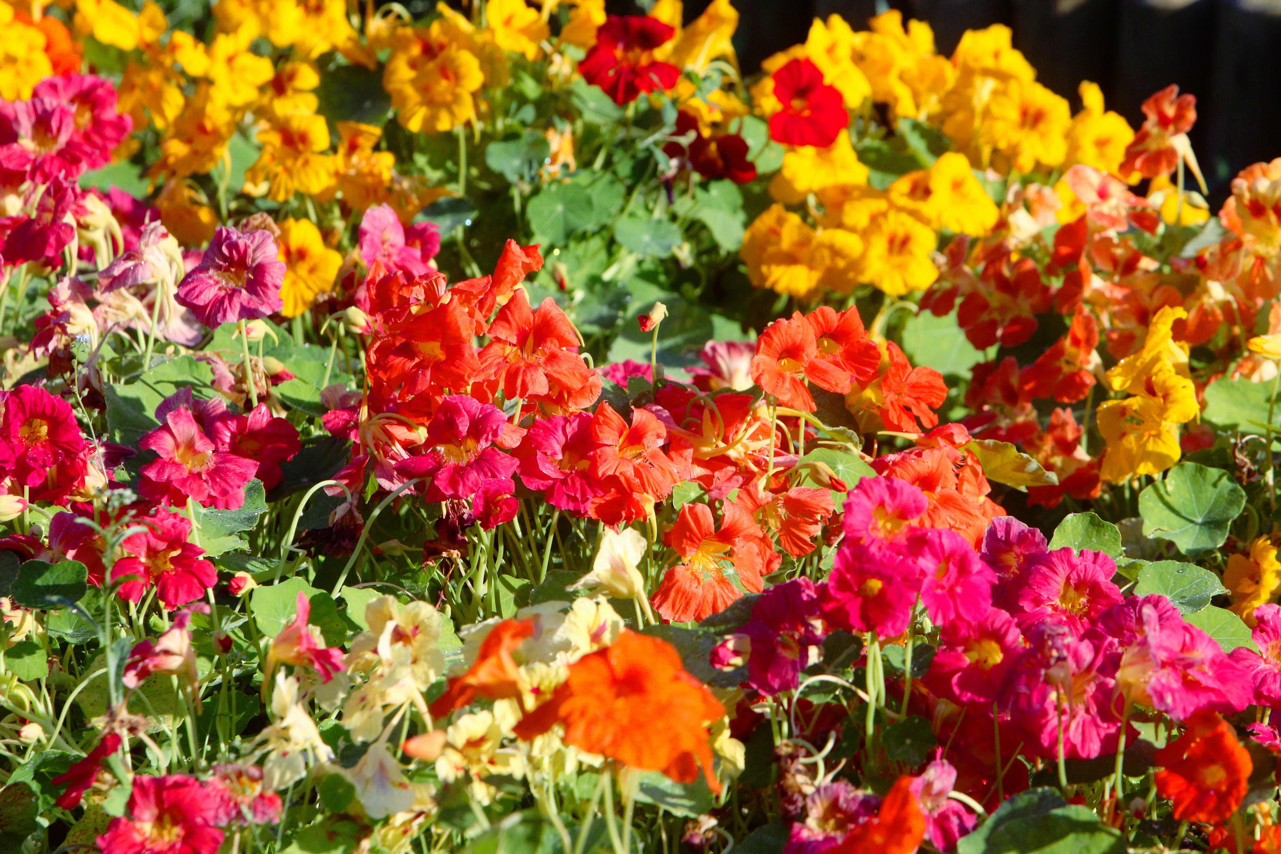 50 Mixed Colors DWARF JEWEL NASTURTIUM Tropaeolum Minus Flower Seeds