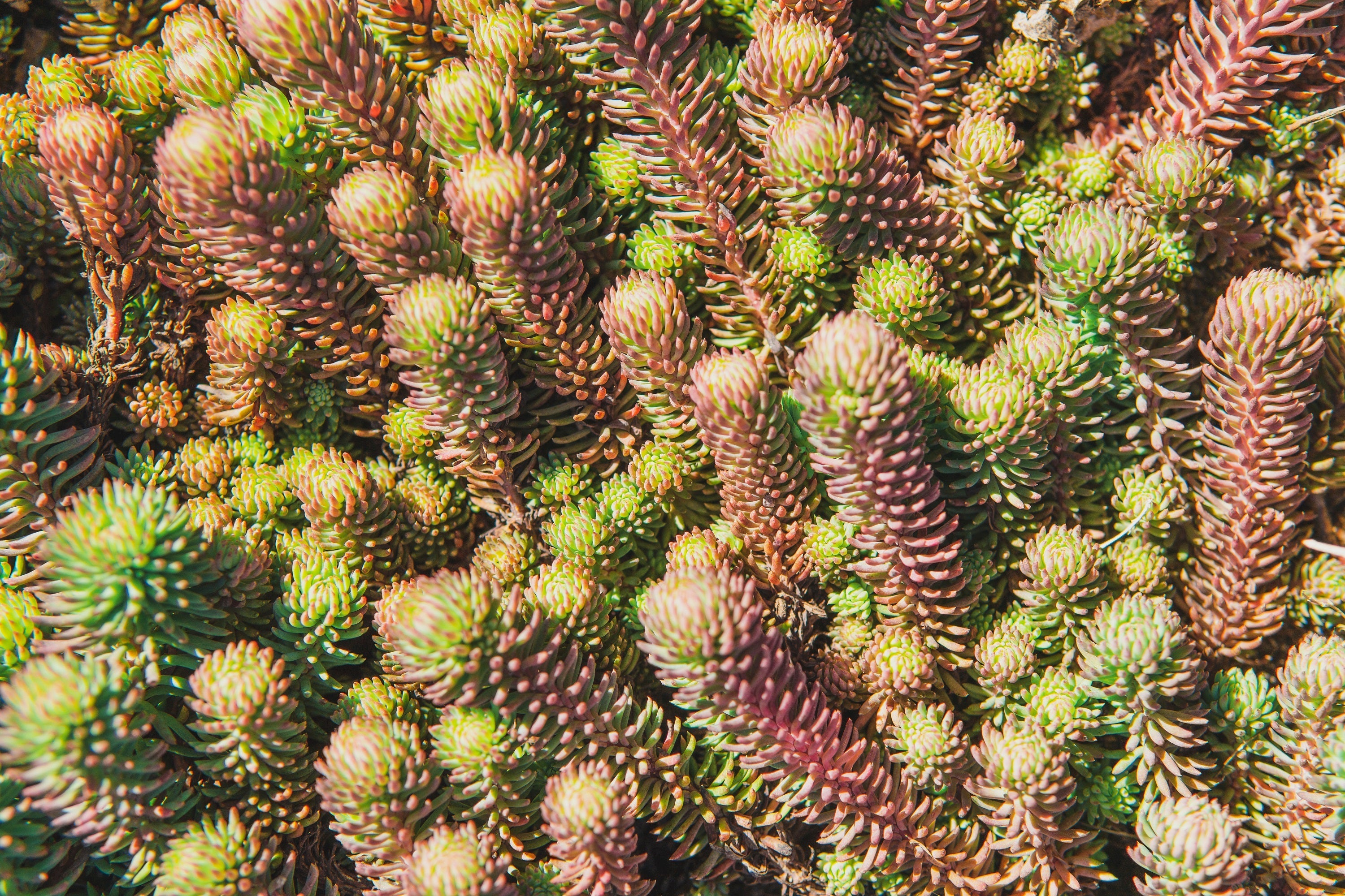 50 BLUE SPRUCE SEDUM Reflexum Succulent Jenny's Stonecrop Goldmoss Yellow Flower Seeds