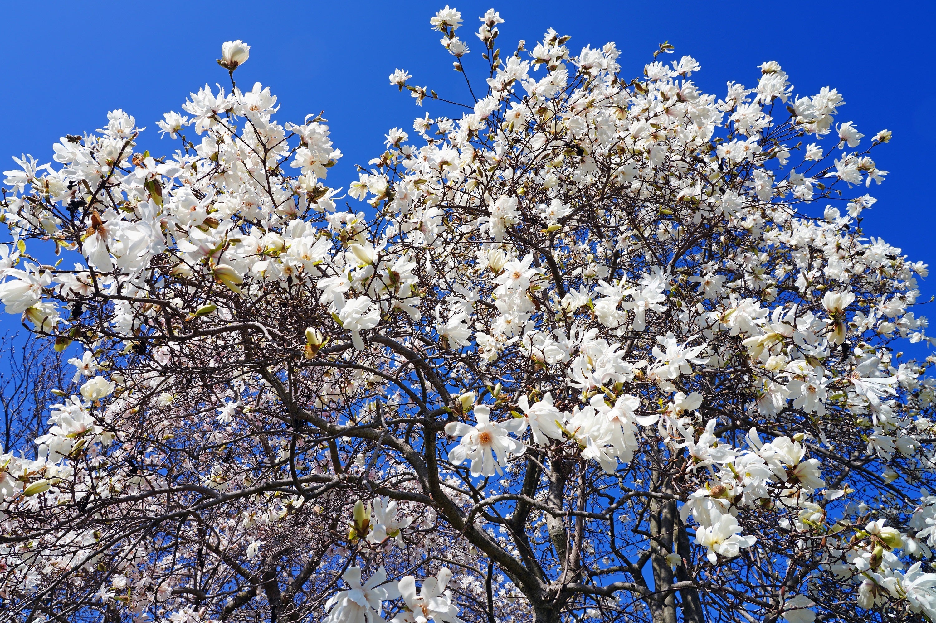 5 STAR MAGNOLIA Stellata TREE Seeds - Fragrant White to Pink Big 4" Wide Flowers