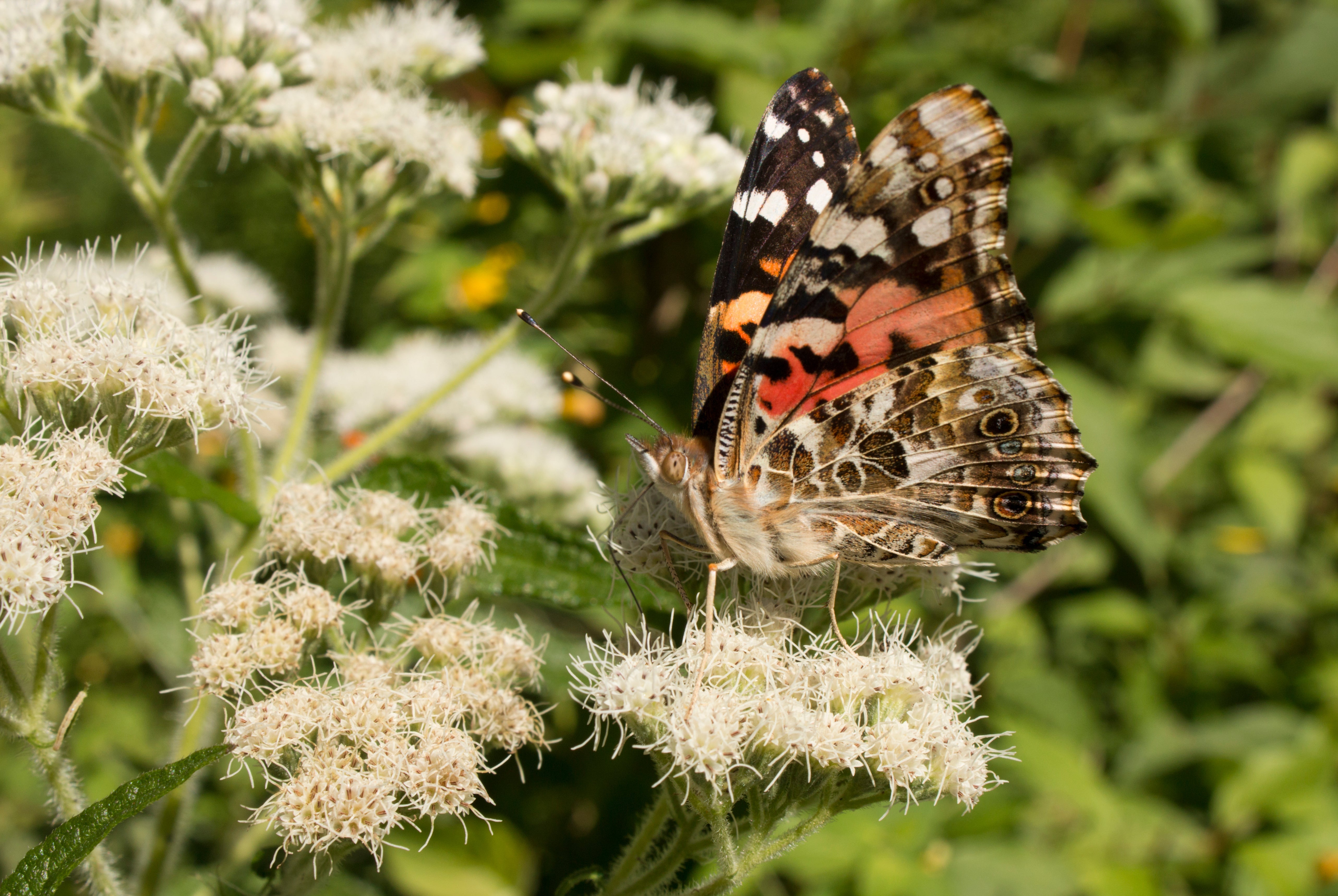 200 TALL WHITE BONESET (Thoroughwort) Eupatorium Perfoliatum Flower Seeds