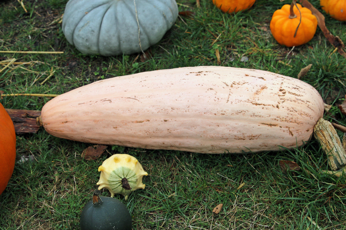 25 Jumbo PINK BANANA SQUASH Perilla Frutescens Heirloom Winter Vegetable Seeds