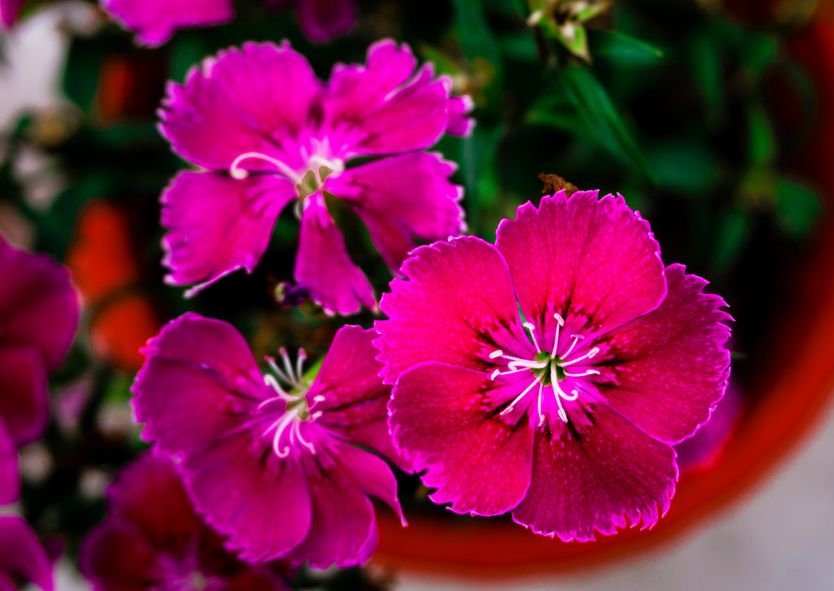 550 MAIDEN PINKS Mixed Colors Dianthus Deltoides Flower Seeds
