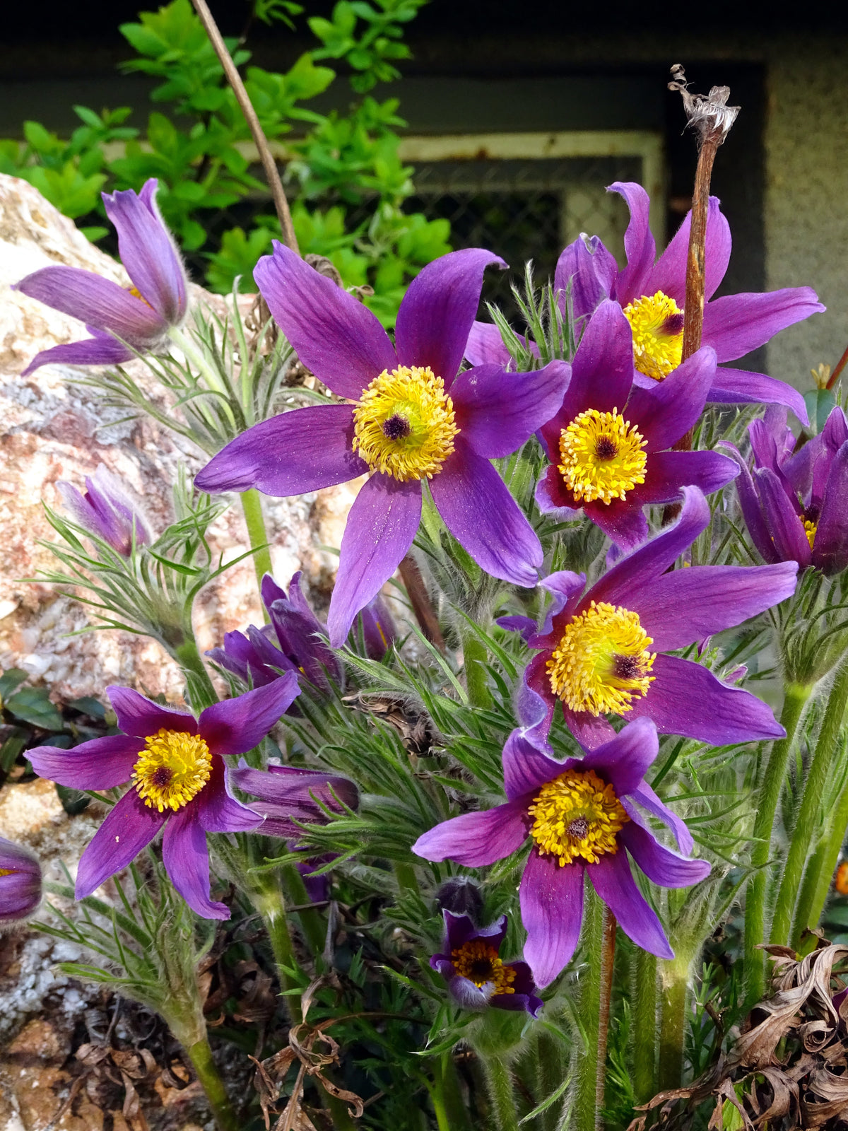 25 VIOLET ANEMONE Pulsatilla Vulgaris Purple PASQUE Flower Seeds