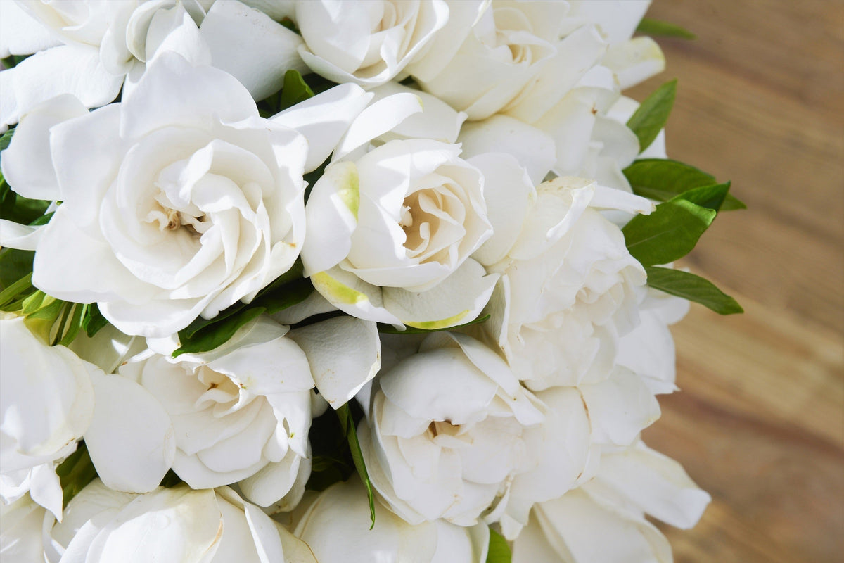 50 GARDENIA Jasminoides / CAPE JASMINE Fragrant White Shrub Houseplant Flower Seeds