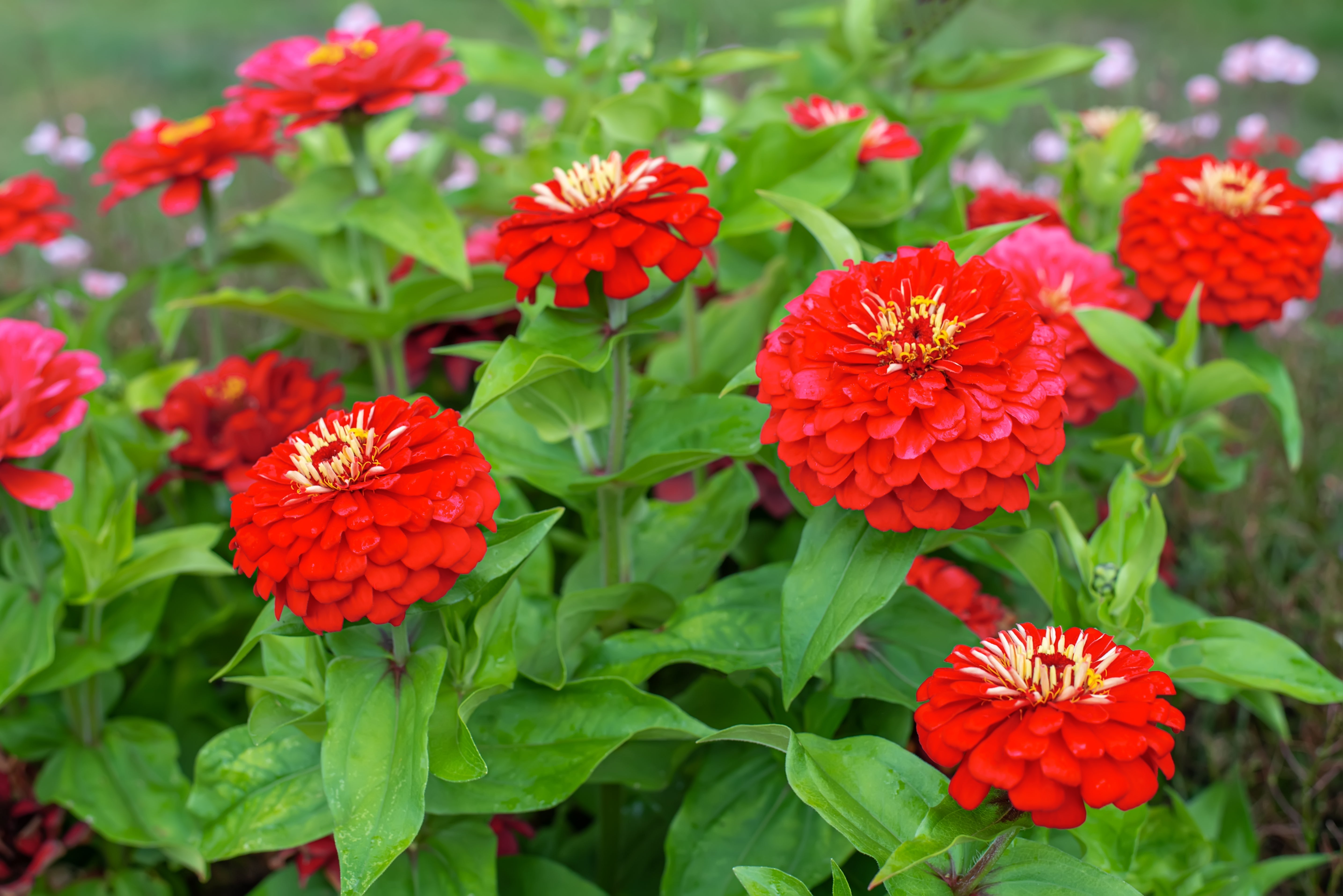 250 Red CHERRY QUEEN ZINNIA Elegans Flower Seeds