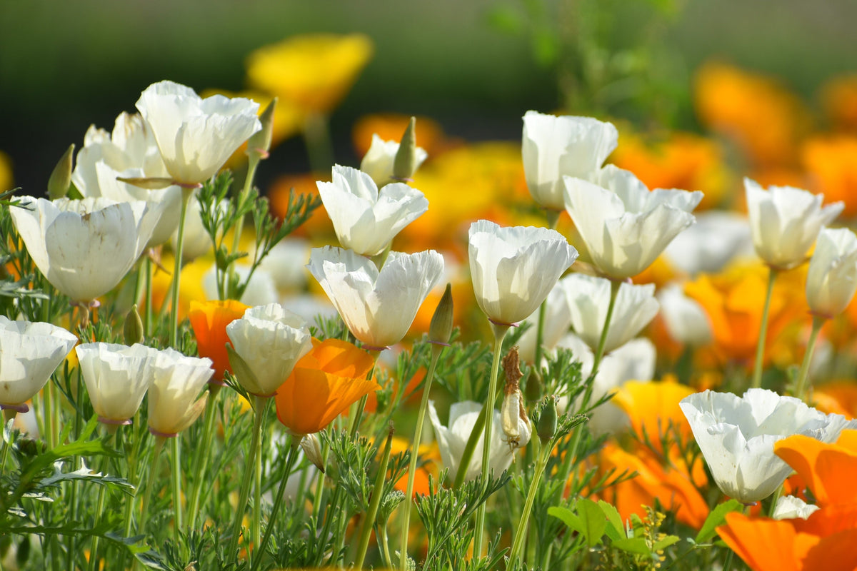 1000 WHITE CALIFORNIA POPPY Eschscholzia Californica Flower Seeds