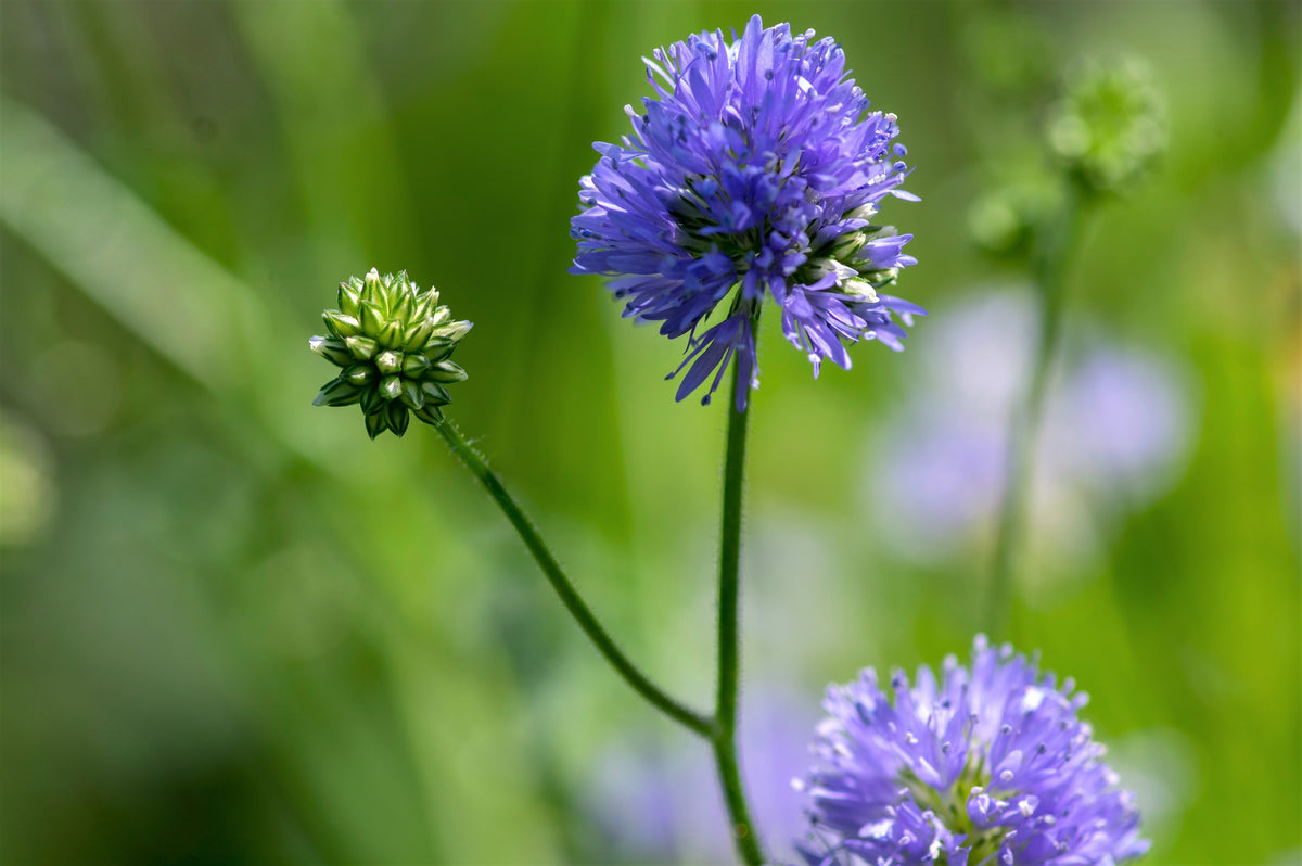 1500 GLOBE GILIA Bluehead Gilia Capitata Thimble Flower Seeds