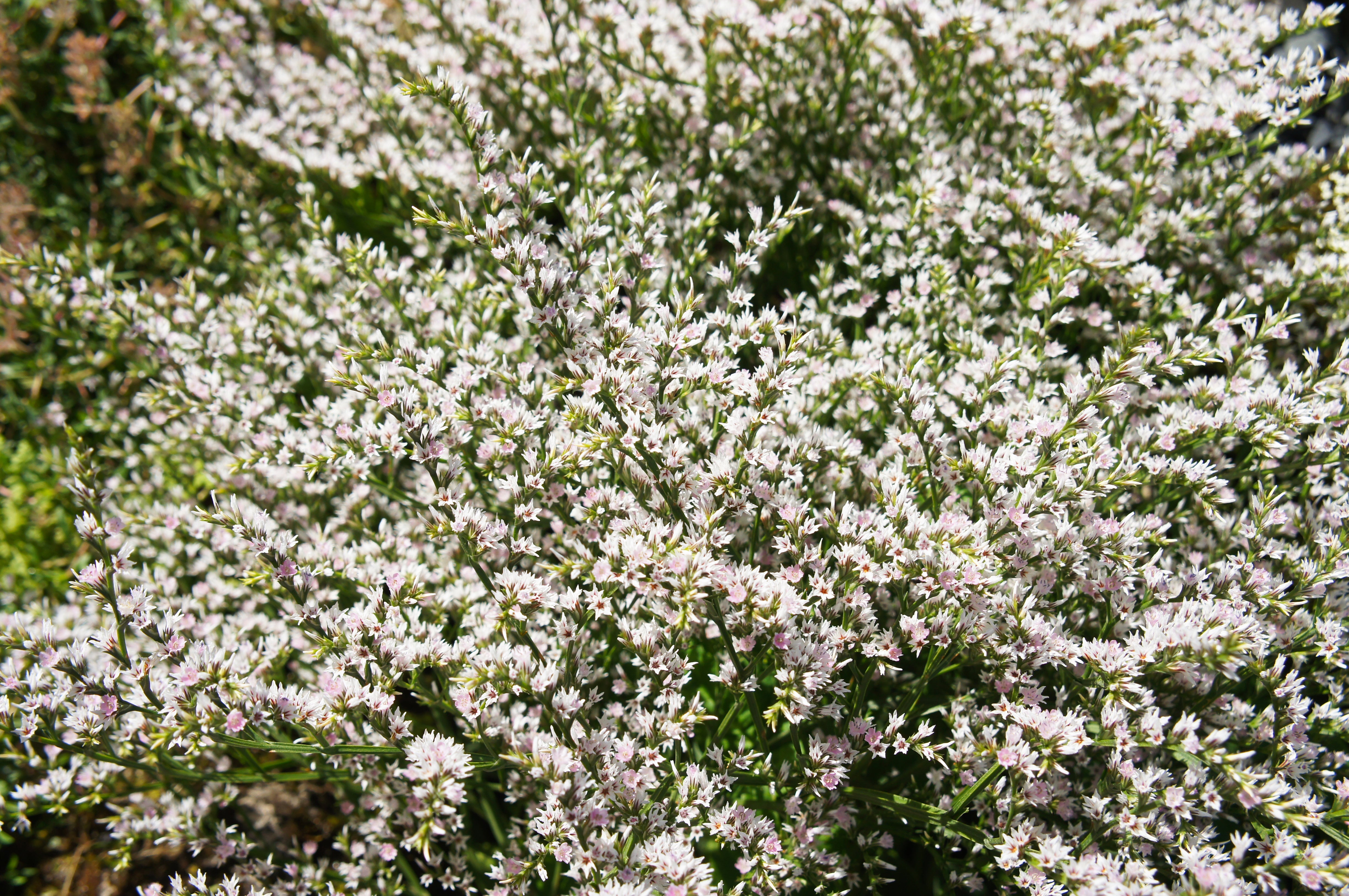30 GERMAN STATICE White Sea Lavender Goniolimon Tataricum Limonium Flower Seeds