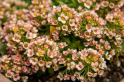 50 Easter Bonnet PEACH ALYSSUM Lobularia Maritima Hummingbird Flower Seeds