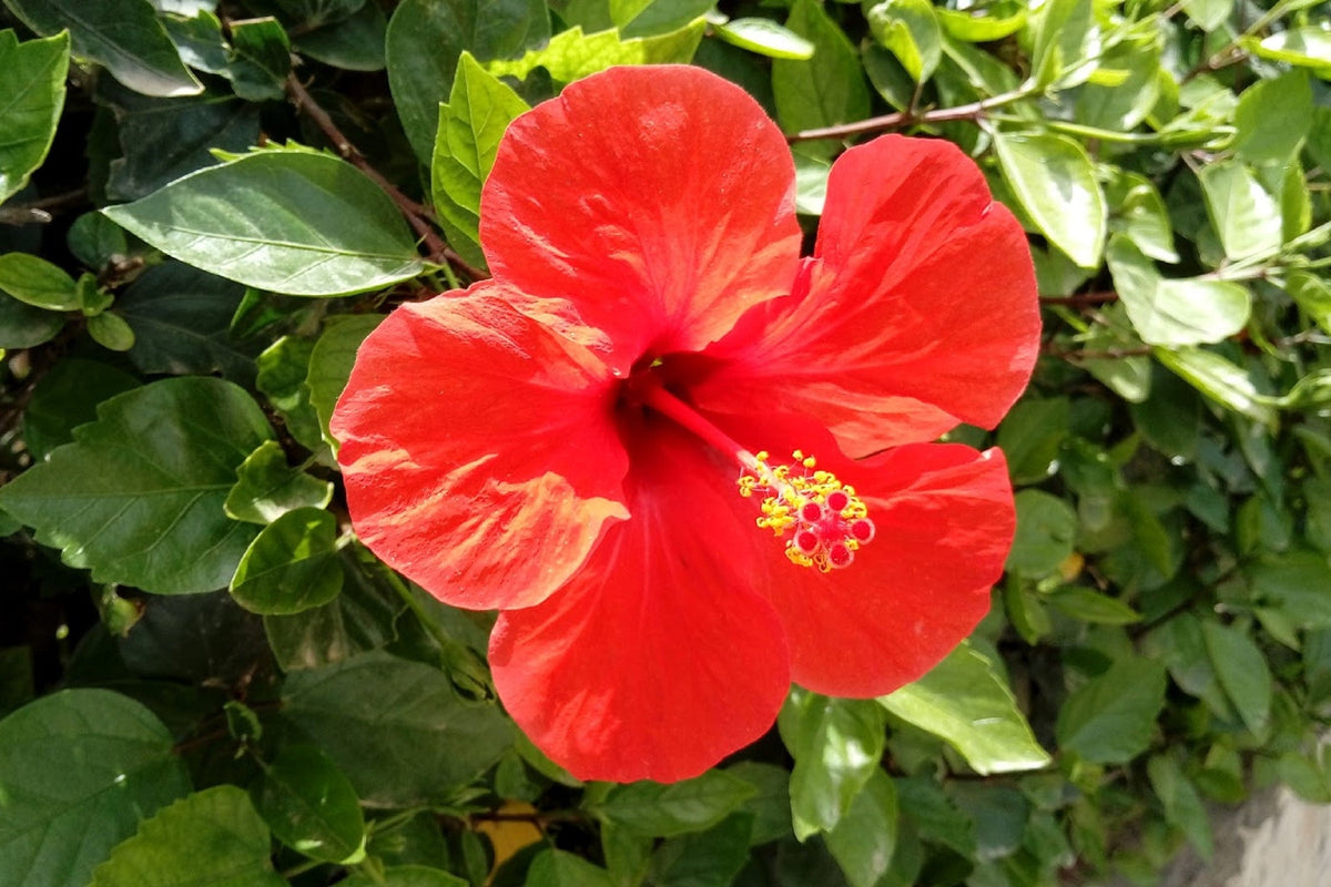 10 Luna RED HARDY HIBISCUS Hibiscus Moscheutos Balhibred Flower Seeds