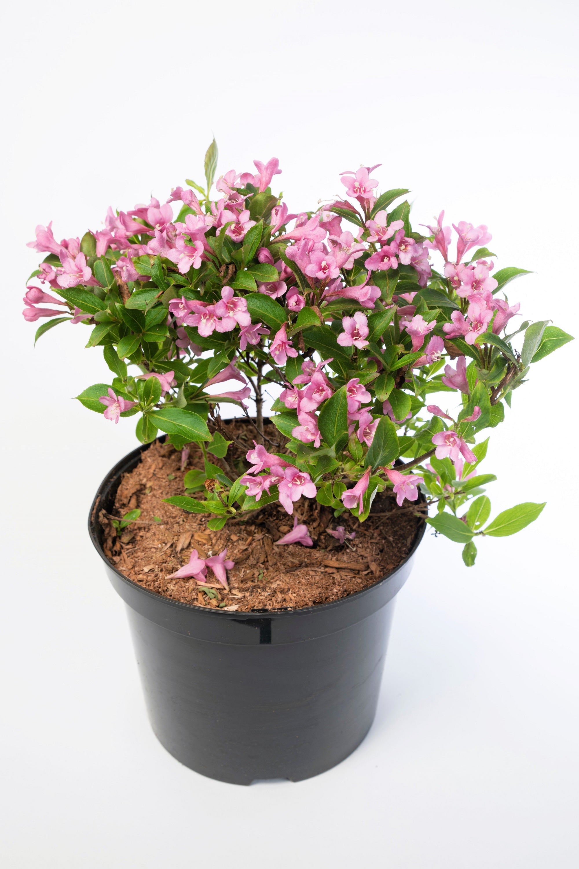 50 OLD FASHIONED WEIGELA Florida Bush Shrub Flower Seeds