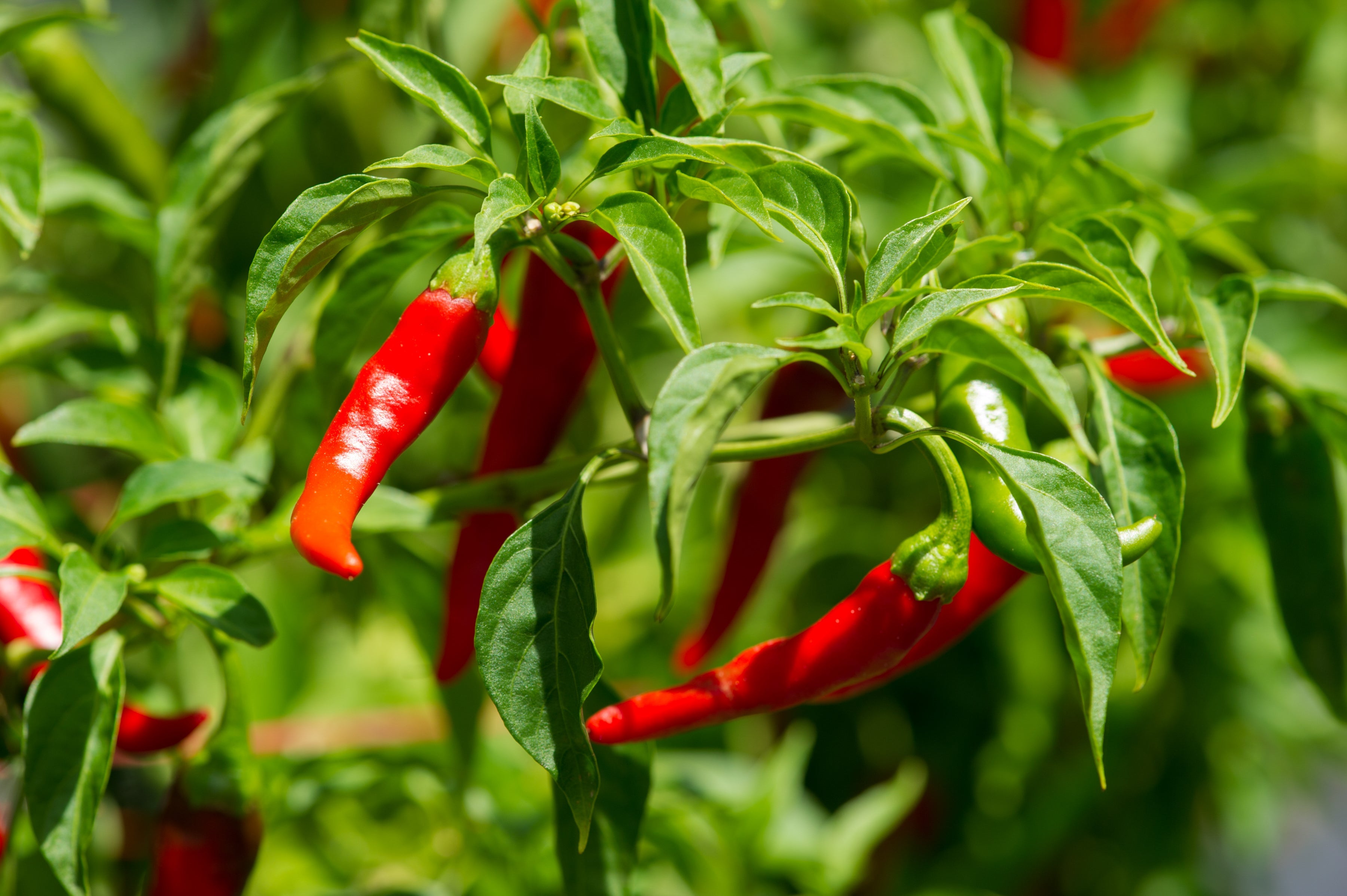 300 LONG Red CAYENNE PEPPER Hot Capsicum Annuum Vegetable Seeds