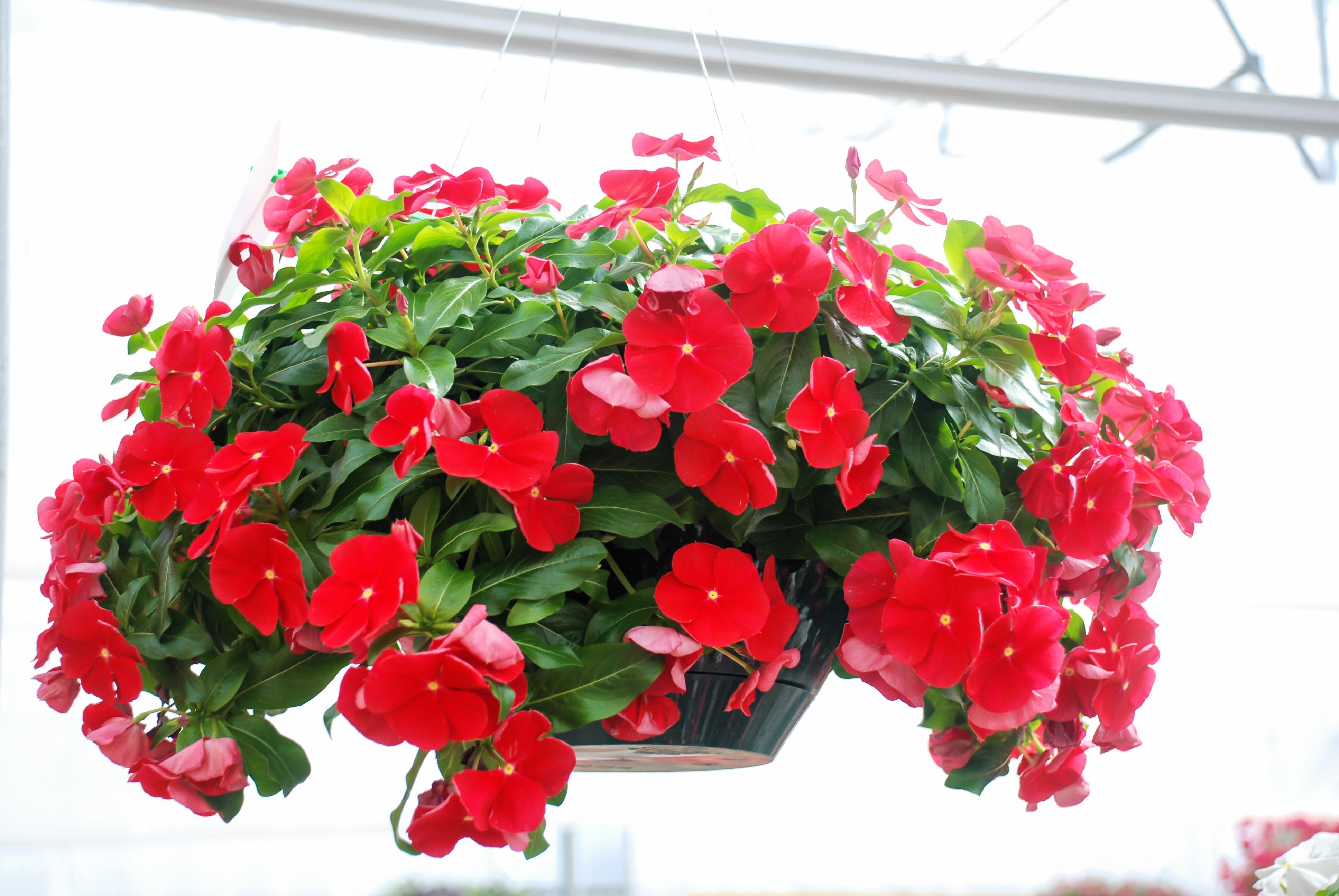 100 DWARF Little MIX PERIWINKLE / Vinca Rosea Flower Seeds