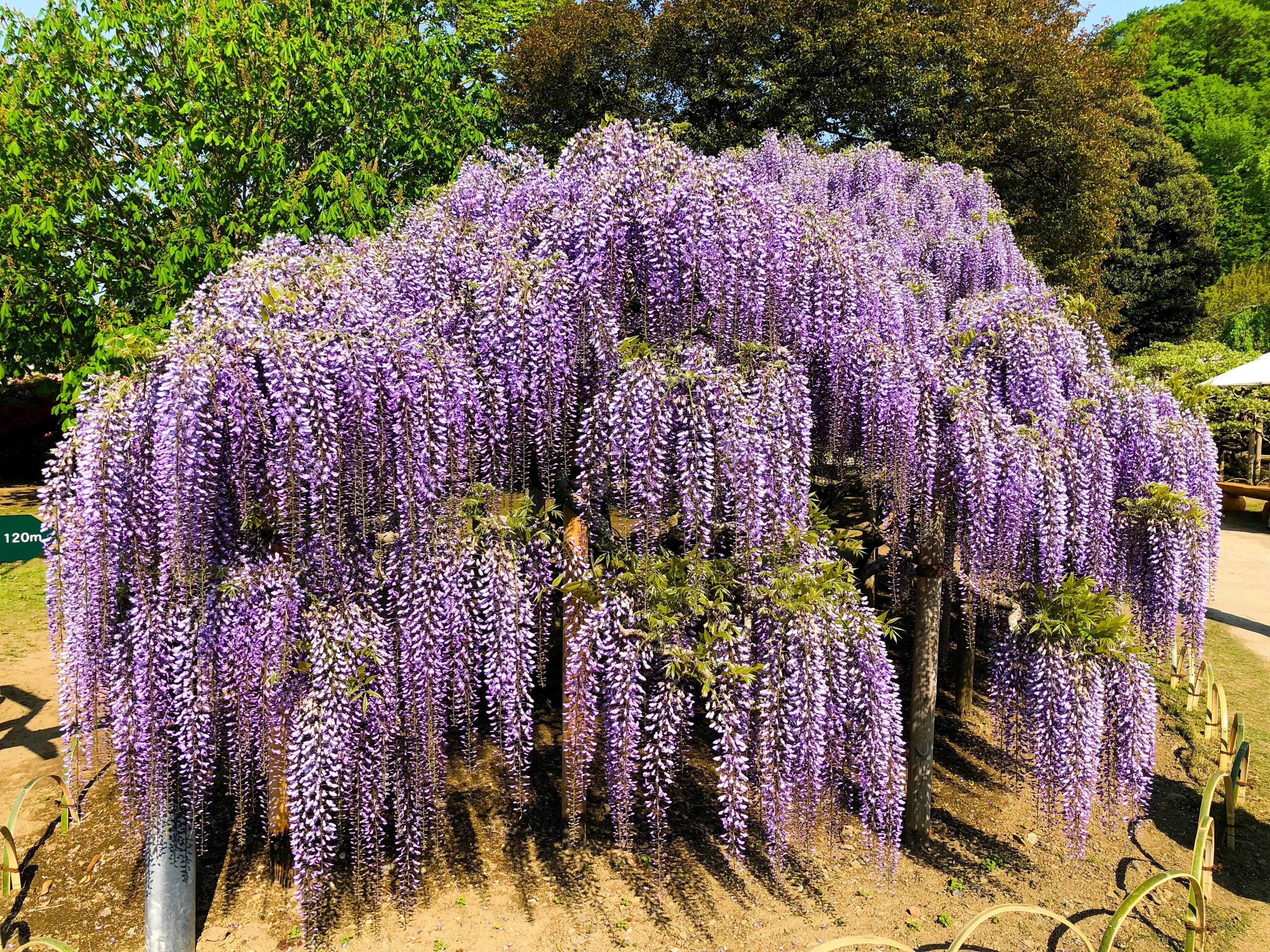 5 JAPANESE WISTERIA Floribunda Flower Purple Ornamental Vine Climber Seeds