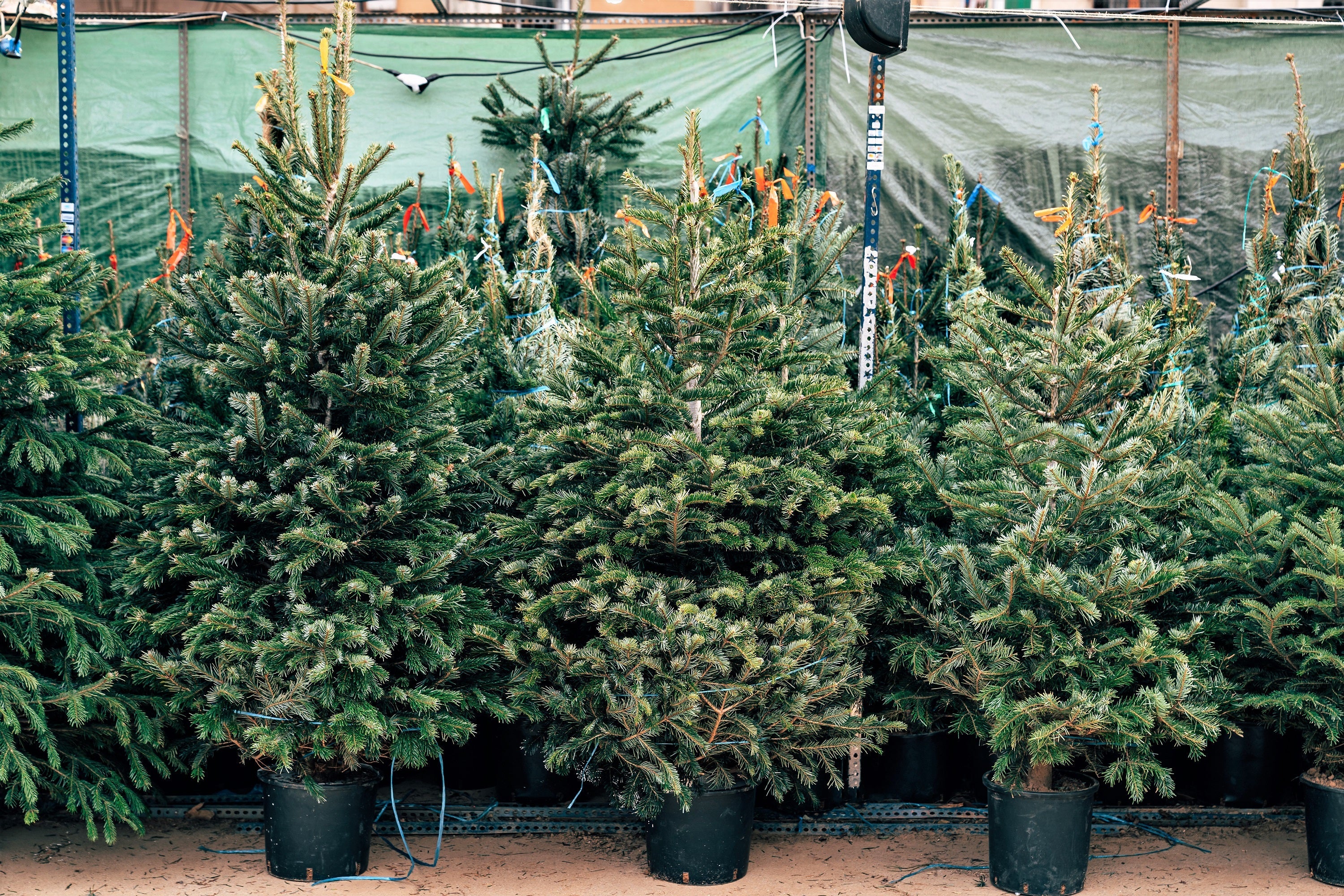 Grow Your Own CHRISTMAS TREE - Fraser Fir ( Abies Fraseri ) Gift Packet of Tree Seeds
