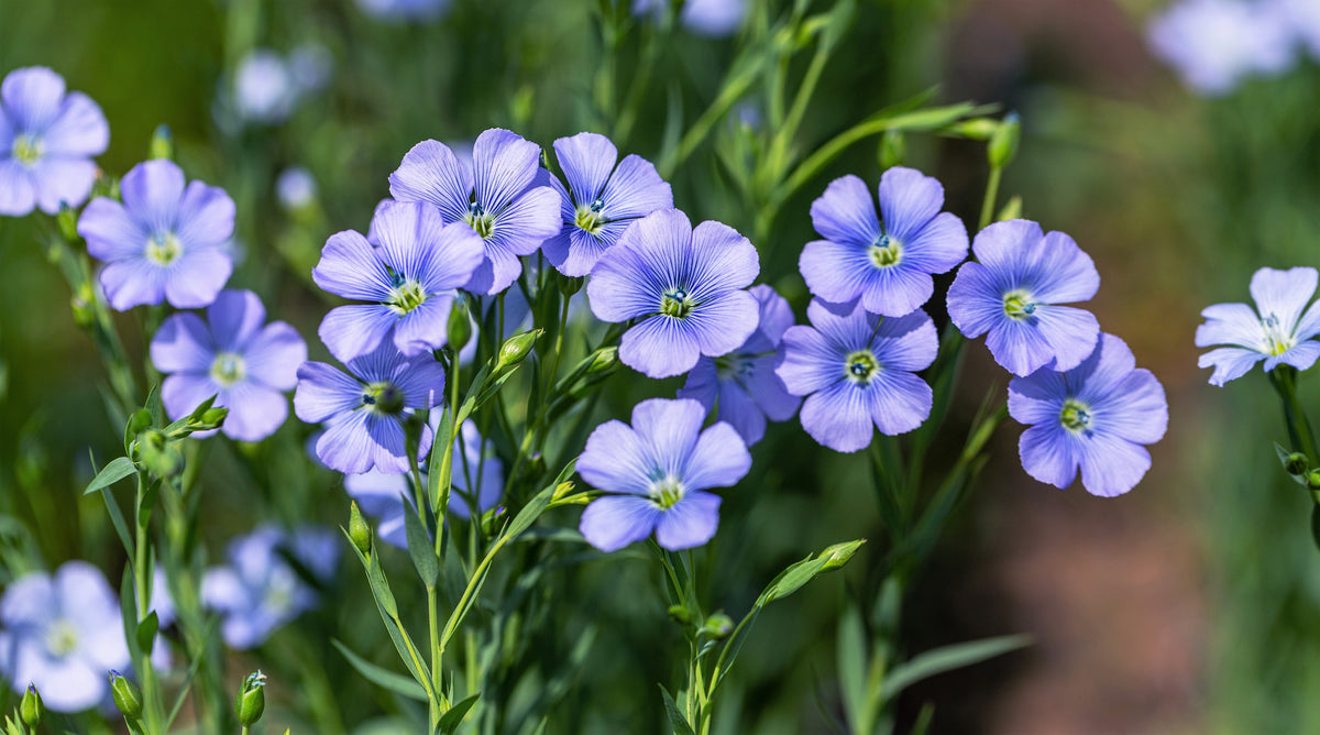 100 BLUE FLAX (Prairie Flax / Lewis Blue Flax) Linum Perenne Lewisii Flower Seeds