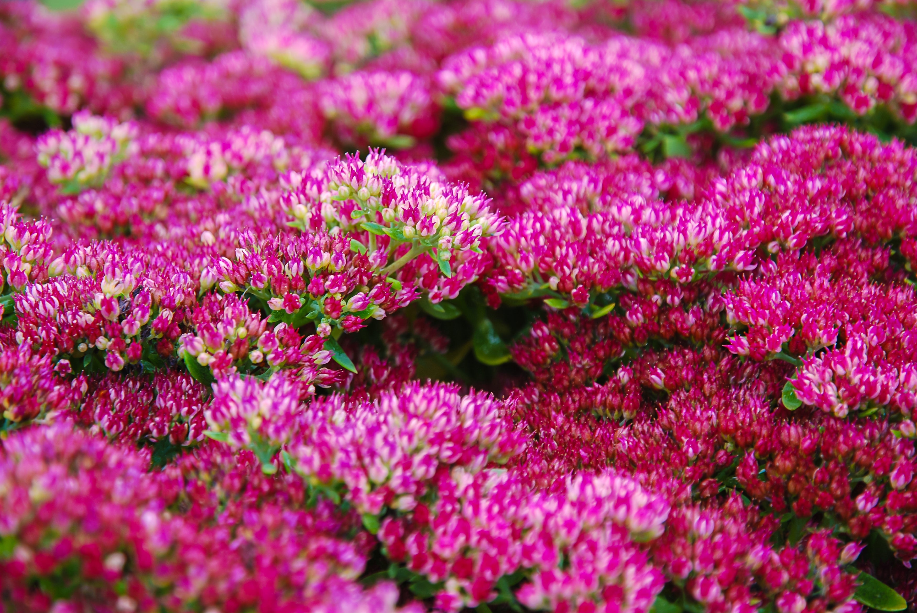 10 EMPEROR'S WAVE SEDUM Red Upright Telephium Succulent Stonecrop Flower Hylotelephium Seeds