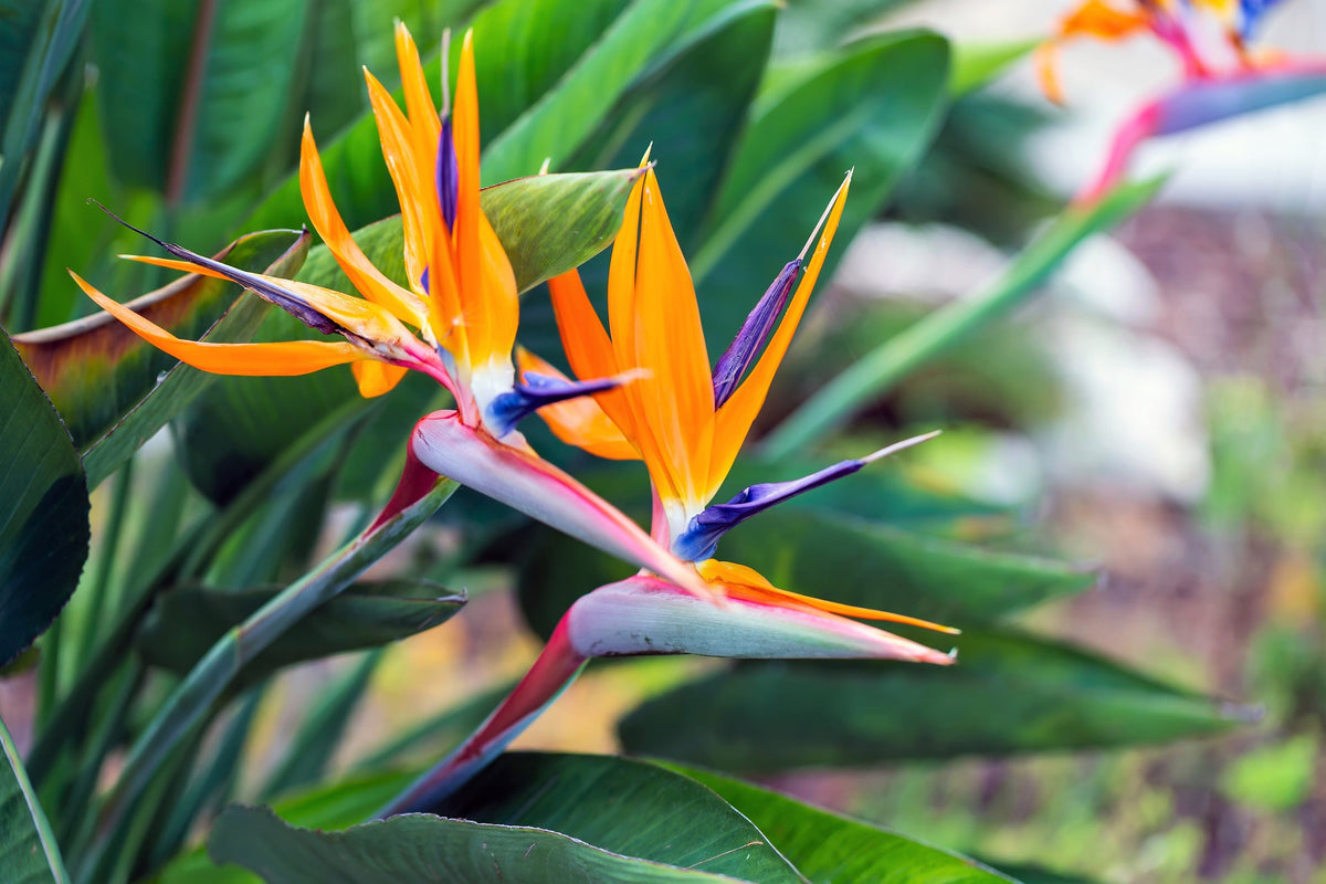 5 TROPICAL BIRD OF PARADISE Strelitzia Reginae Crane Flower Houseplant Seeds