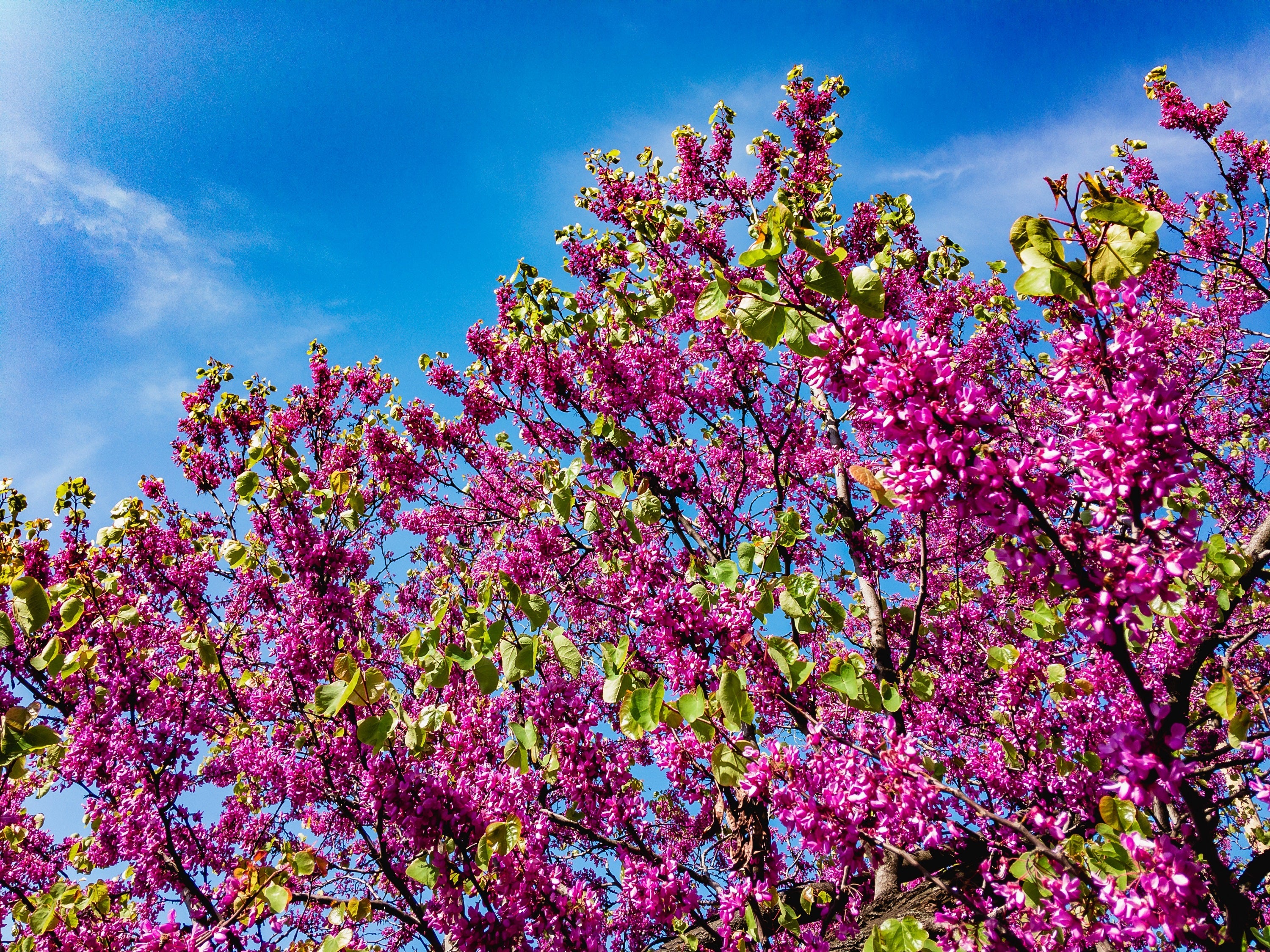 40 CHINESE REDBUD Cercis Chinensis Shrub Small Tree Pink Purple Flower Seeds