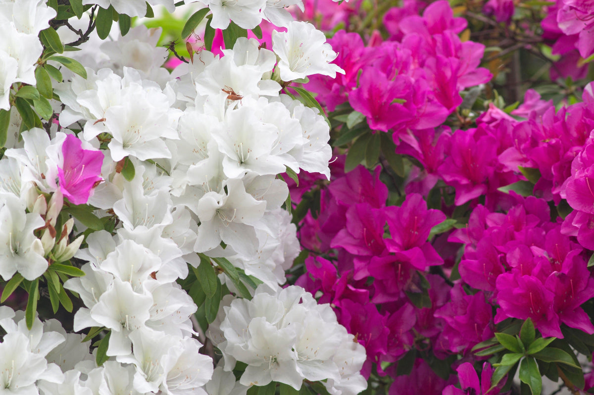 25 MIXED COLORS AZALEA Rhododendron spp. Red, Pink, Purple, White Flower Shade Bush Shrub Seeds