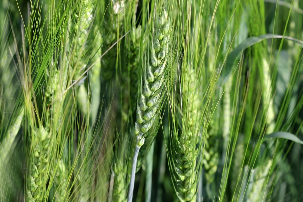 300 Wrens Abruzzi WINTER RYE Secale Cereale Grain Cover Crop Seeds