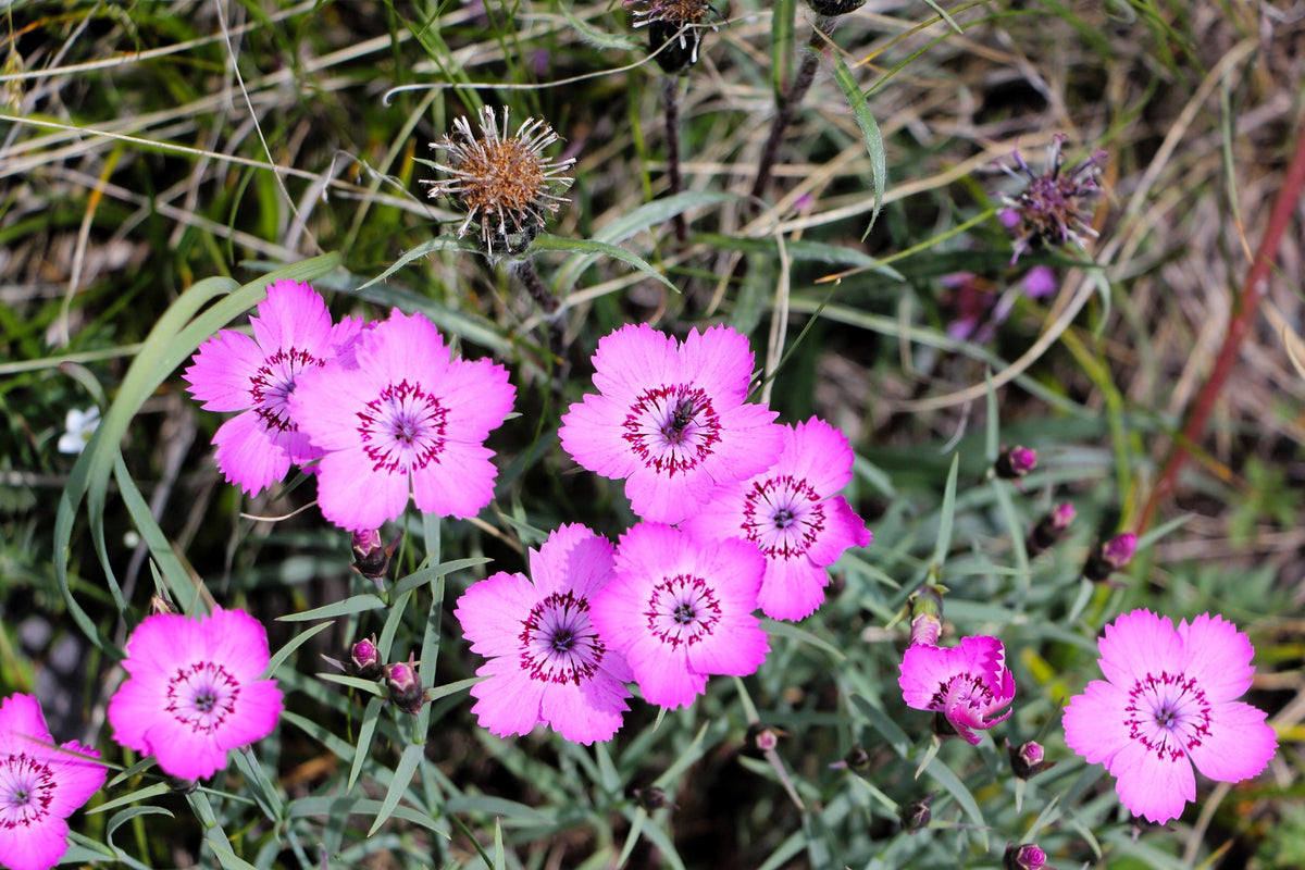 550 MAIDEN PINKS Mixed Colors Dianthus Deltoides Flower Seeds