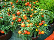 500 BULK Dwarf Cherry TOMATO TINY TIM Solanum Lycoperscium Red Fruit Seeds