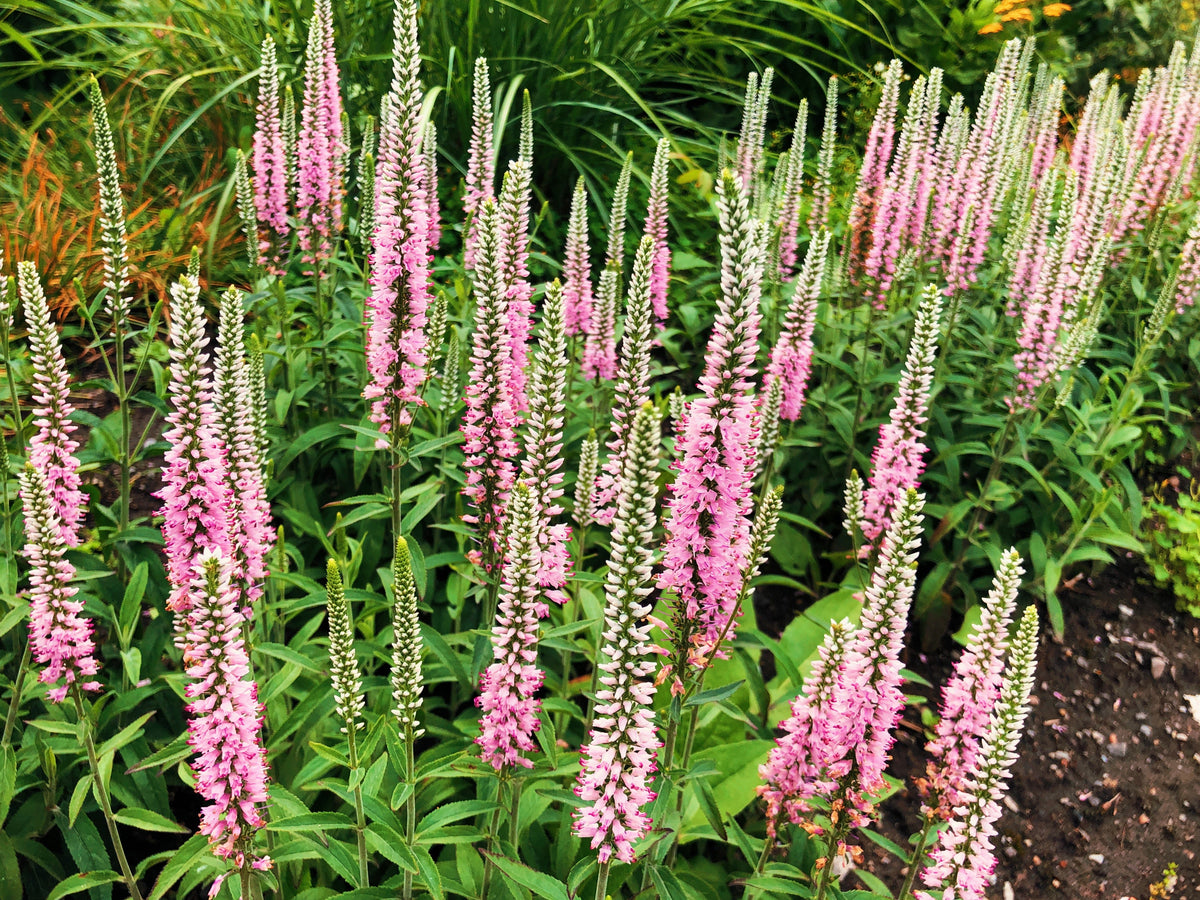 50 Pink VERONICA Longifolia / SPIKE SPEEDWELL Flower Seeds