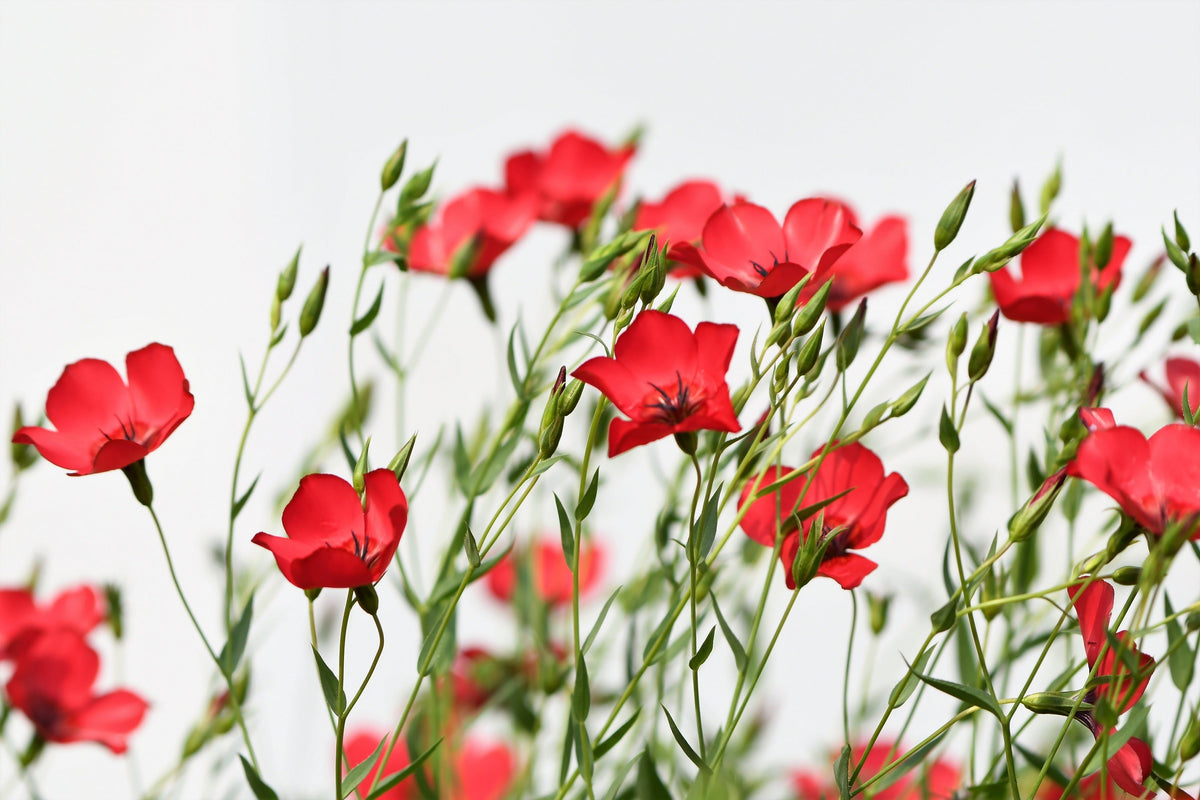 500 Red SCARLET FLAX Linum Grandiflorum Rubrum Flower Seeds