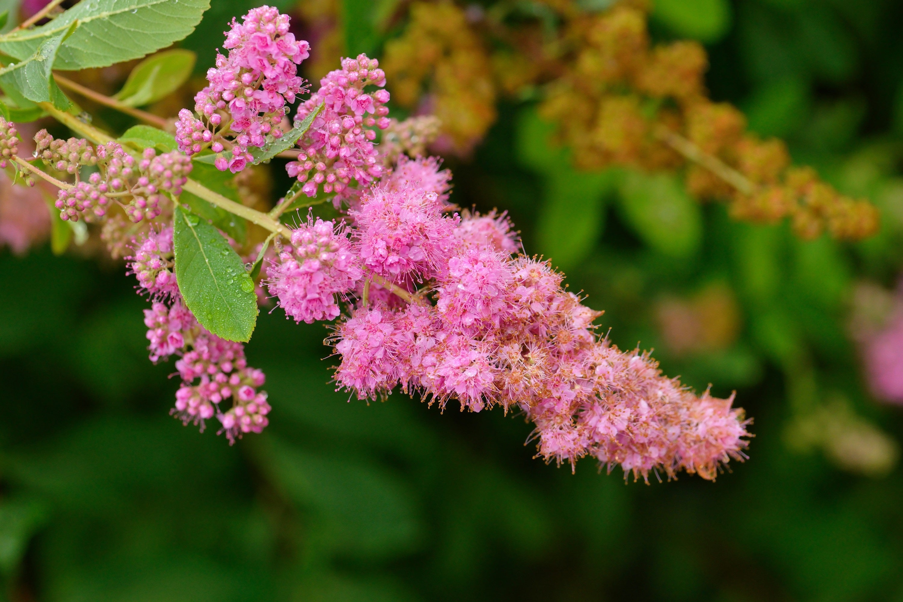 50 ROSE DOUGLAS SPIREA Pink Hardhack Steeple Bush Spiraea Douglasii Flower Shrub Seeds