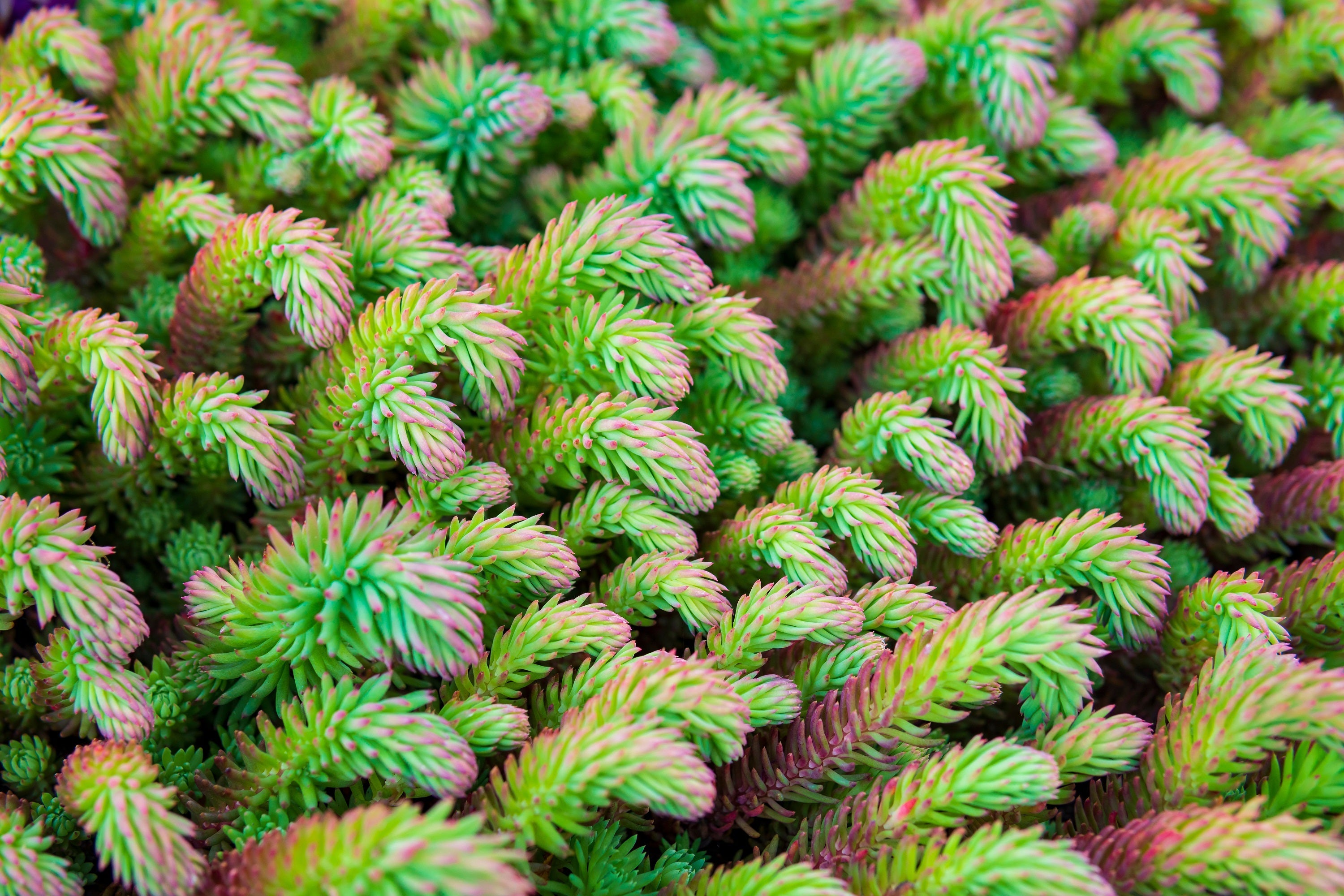 50 BLUE SPRUCE SEDUM Reflexum Succulent Jenny's Stonecrop Goldmoss Yellow Flower Seeds