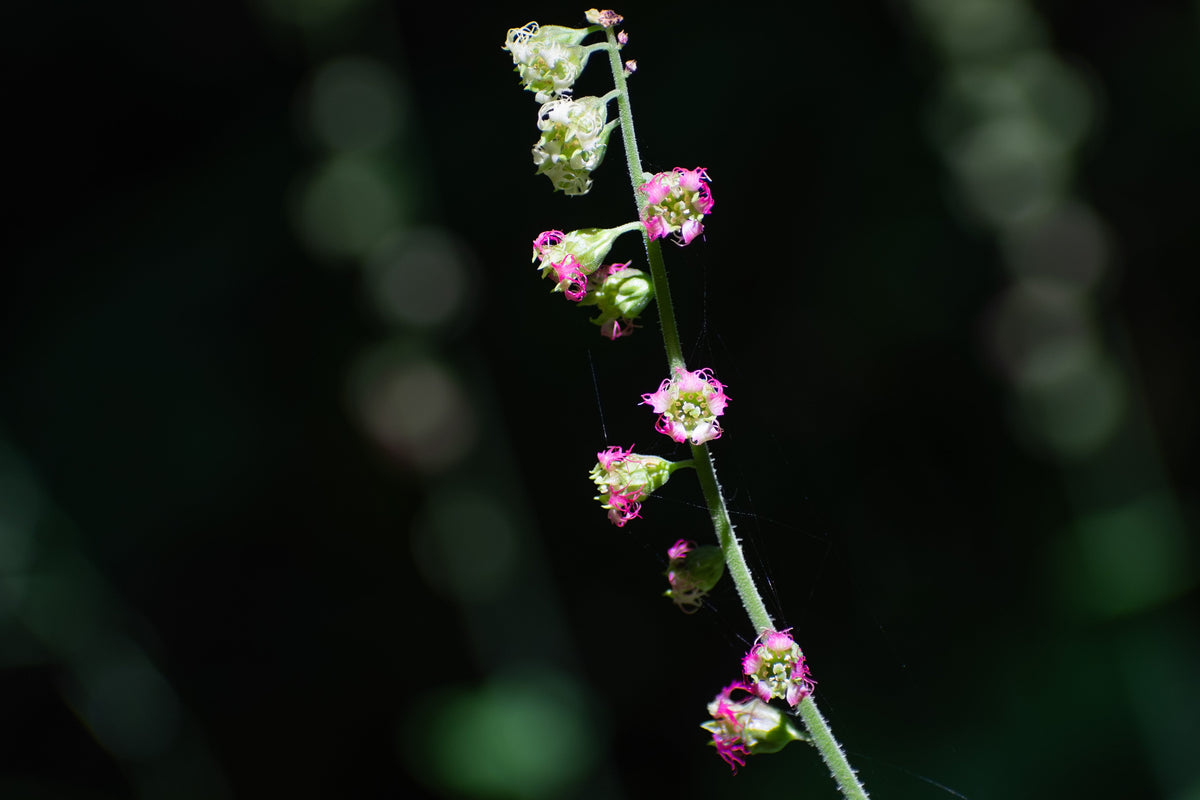 25 FRINGECUP Tellima Grandiflora Odorata Bigflower Fringe Cup Pink Flower Seeds
