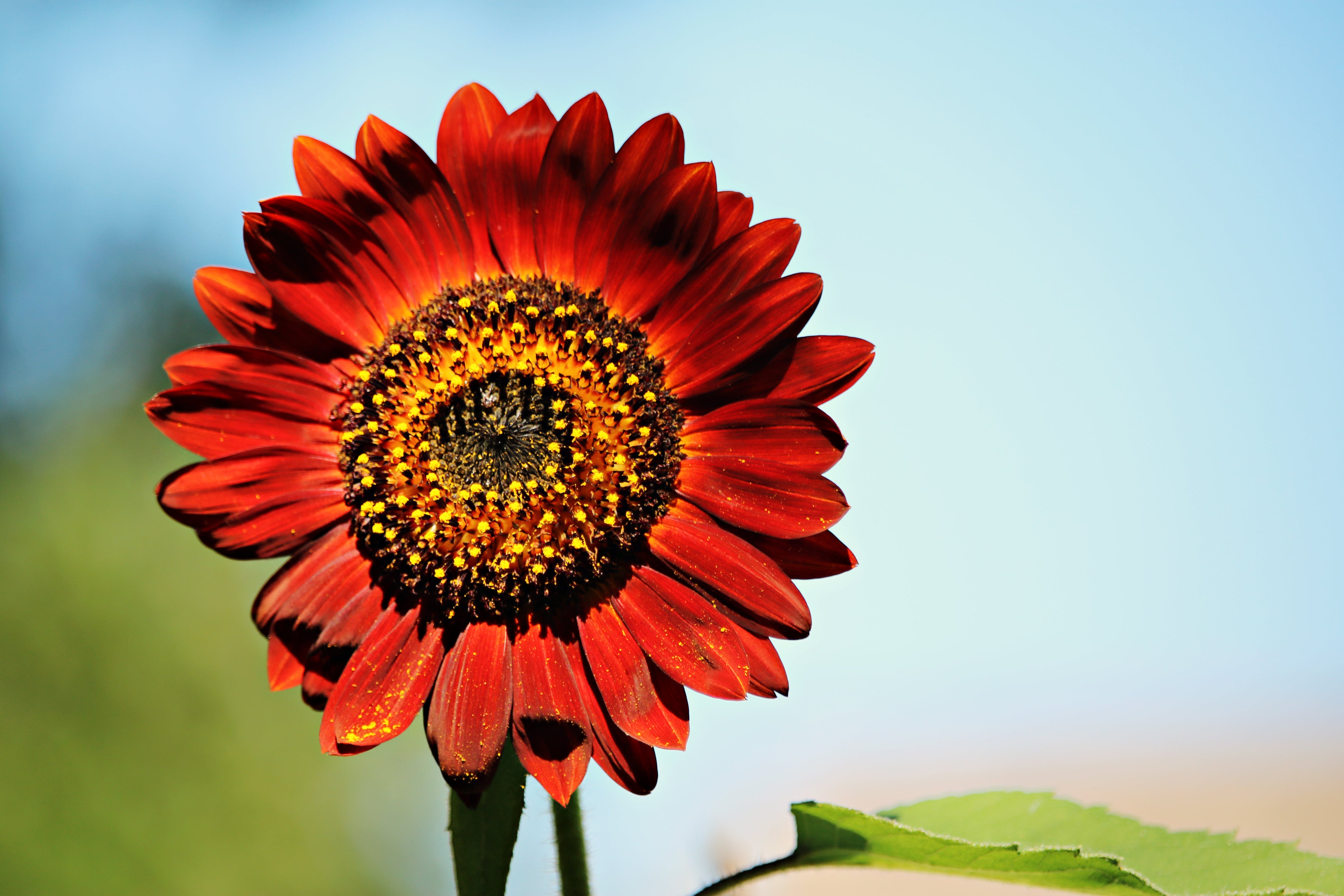 25 Red VELVET QUEEN SUNFLOWER Helianthus Annuus Flower Seeds