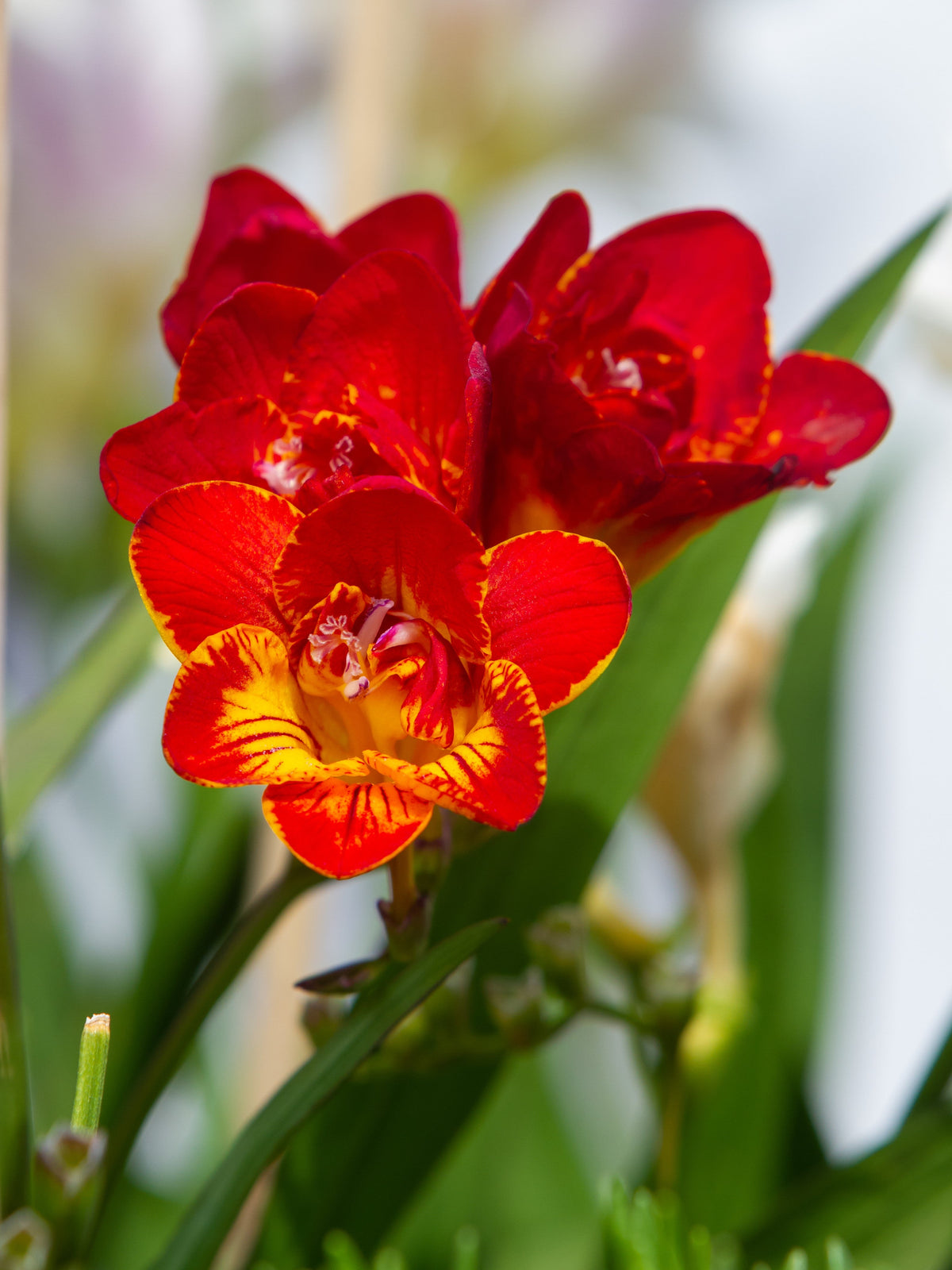 5 ROYAL CHAMPION Mix FREESIA Mixed Colors Pink Blue Purple Yellow Red Orange Flower Seeds