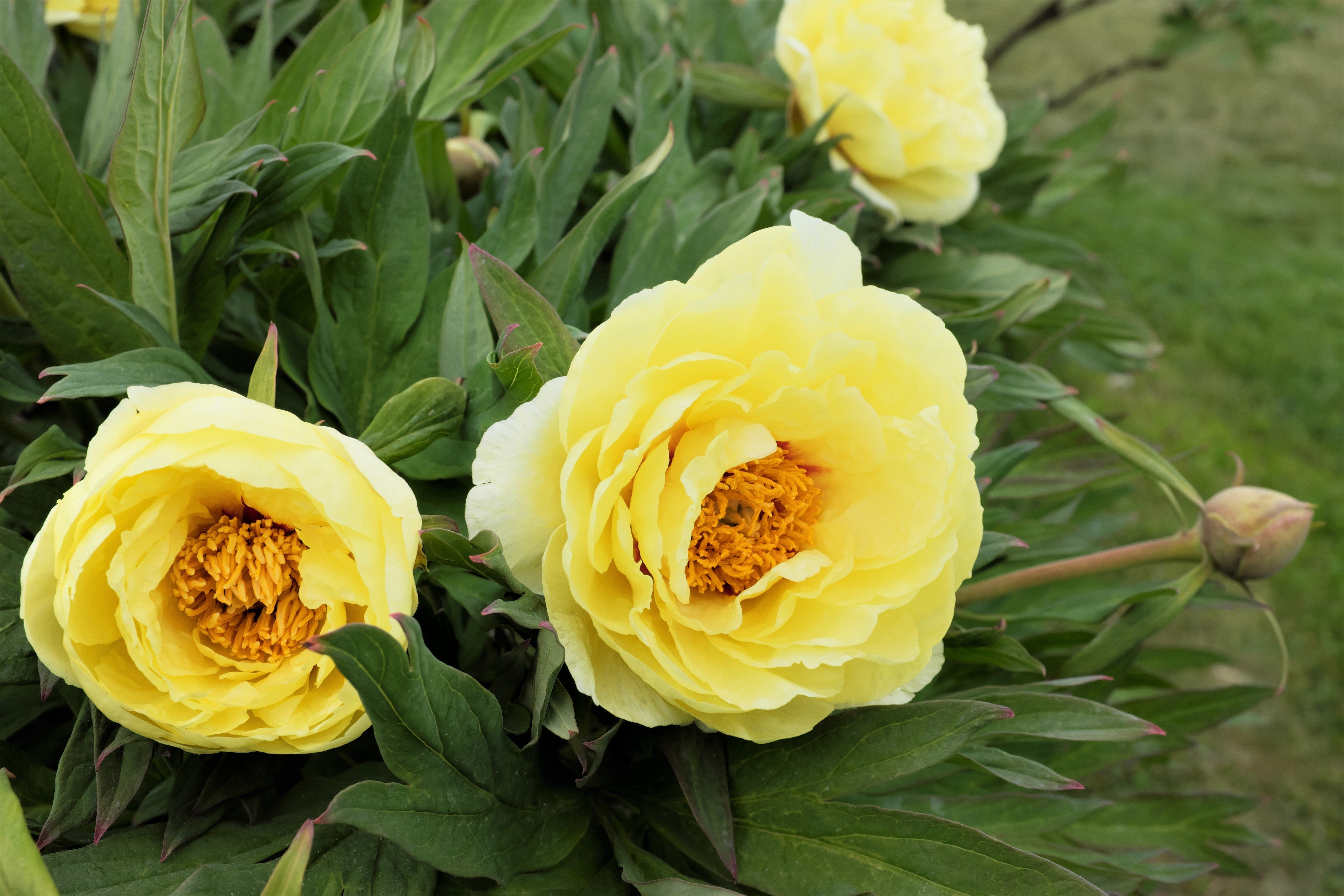 10 TREE PEONY Mountain Paeony Paeonia Suffruticosa Arborea Mixed Colors Red Pink White Purple Yellow Bicolor Flower Shrub Seeds