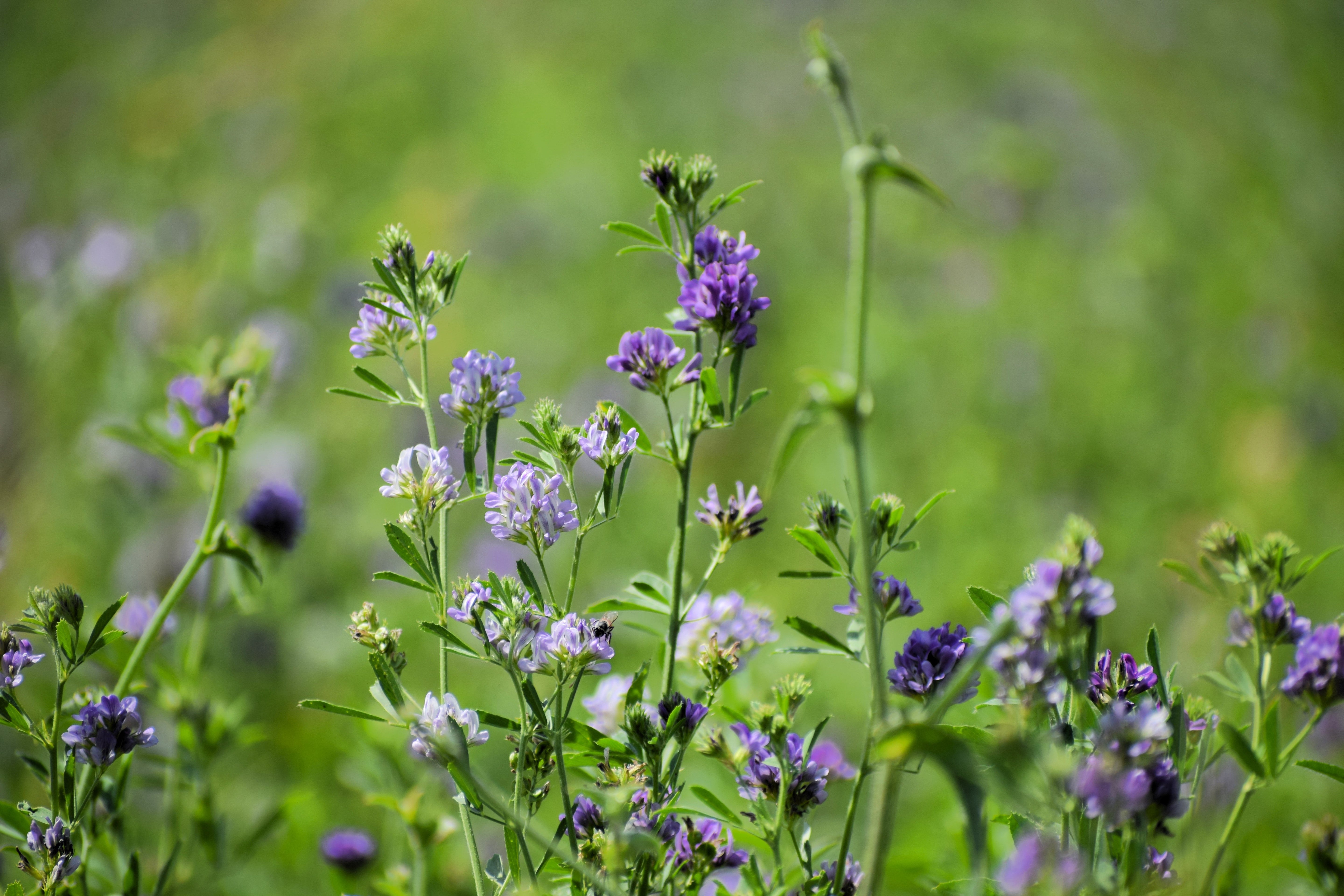 2000 ALFALFA Medicago Sativa Flower Plant Seeds