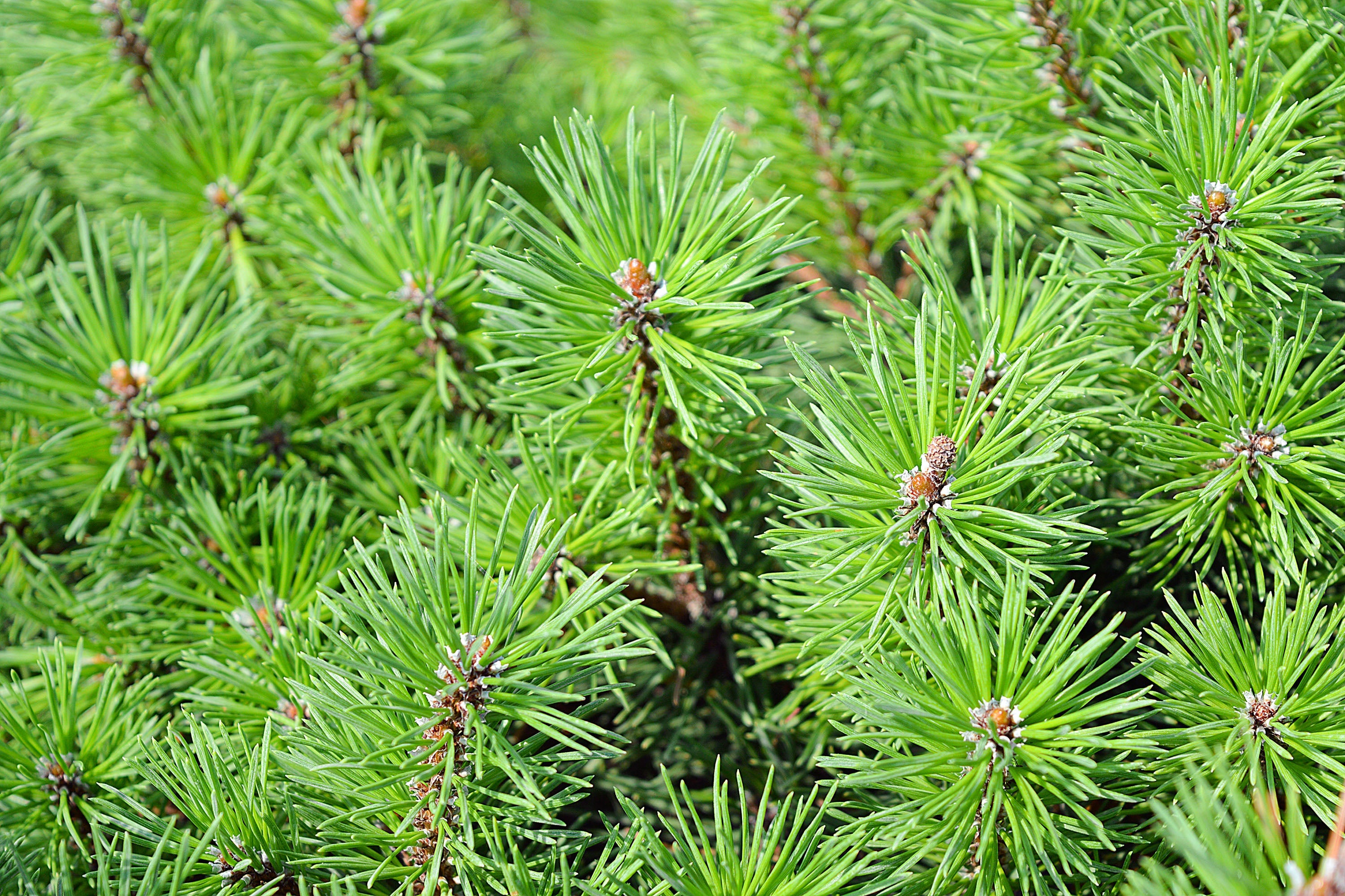 25 MUGO PINE Dwarf Evergreen Pinus Pumilio Shrub Seeds