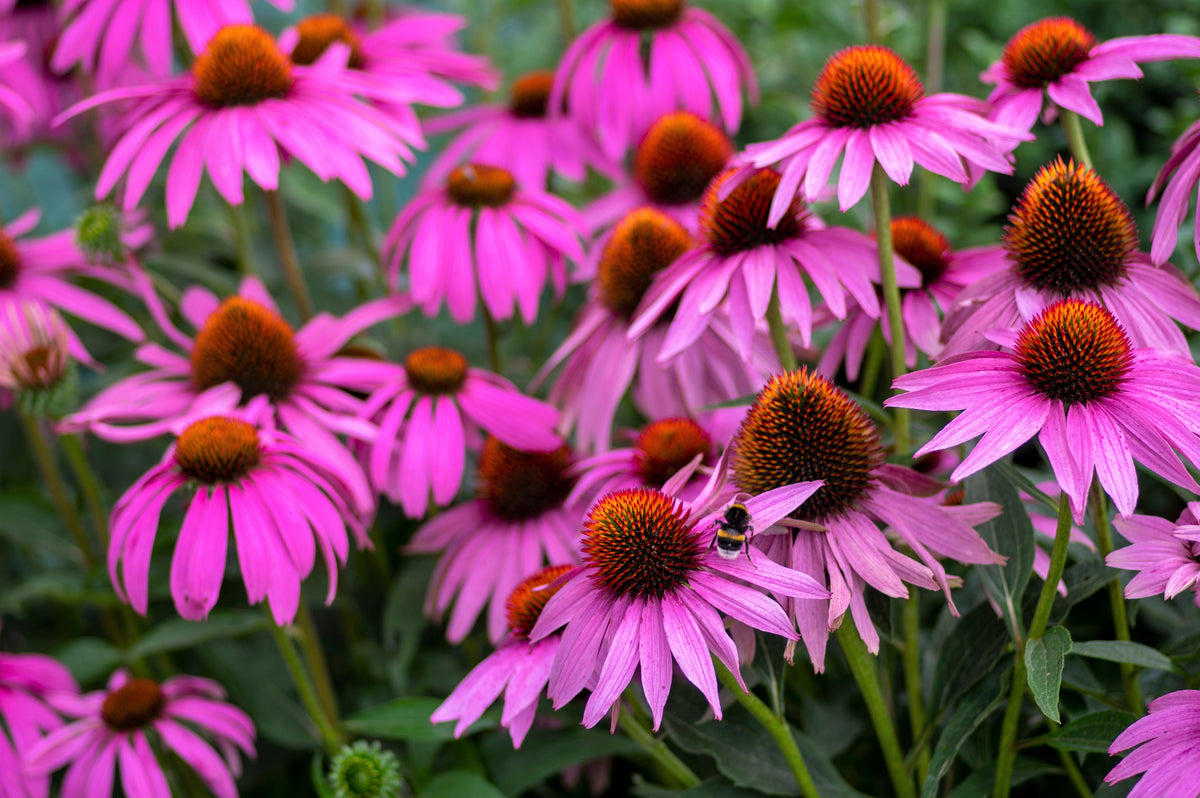 1000 PURPLE CONEFLOWER Echinacea Purpurea Heirloom Flower Herb Seeds
