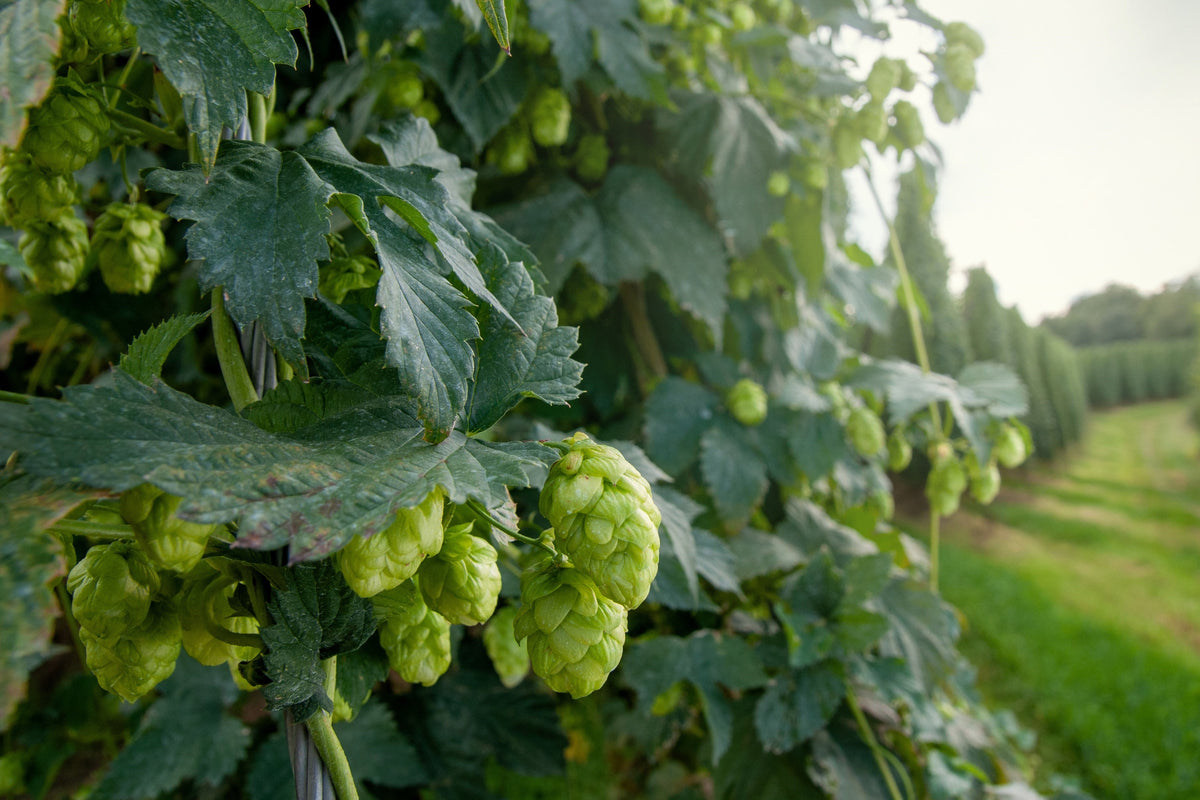 25 COMMON HOPS European Humulus Lupulus Vine Seeds Beer Making Ingredient Seeds