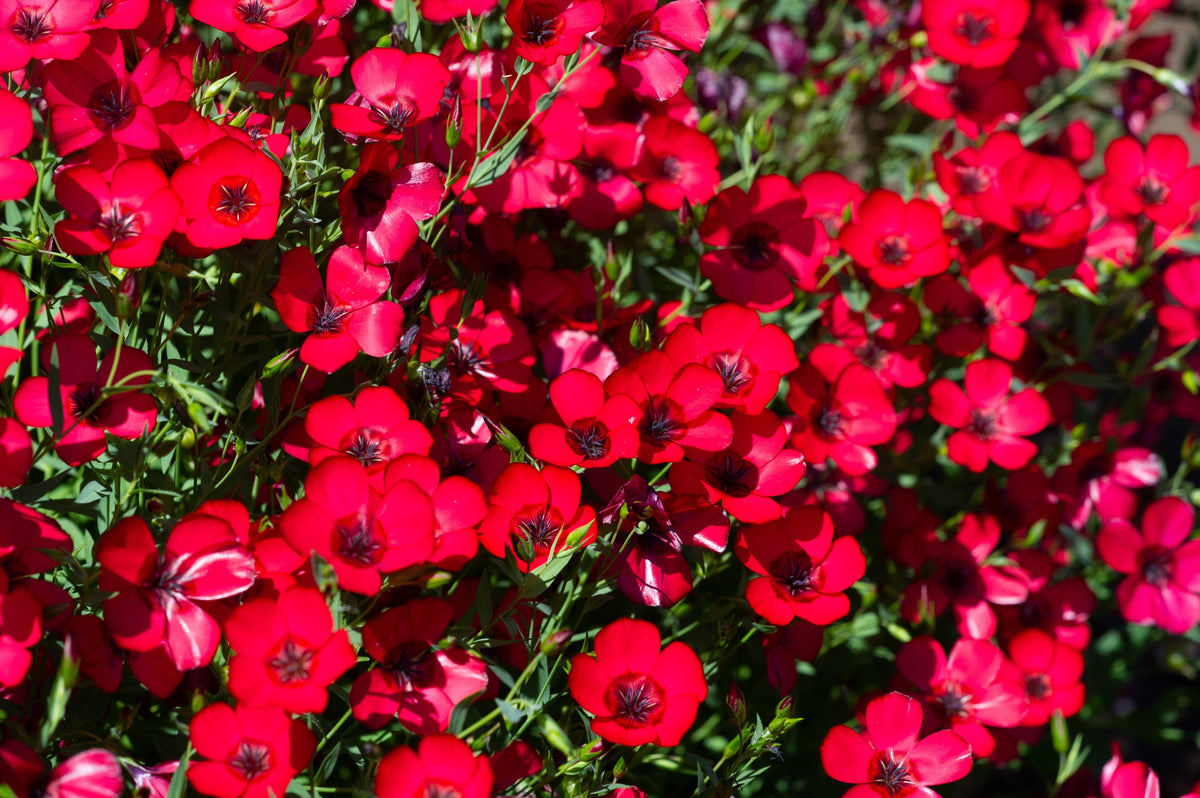 500 Red SCARLET FLAX Linum Grandiflorum Rubrum Flower Seeds