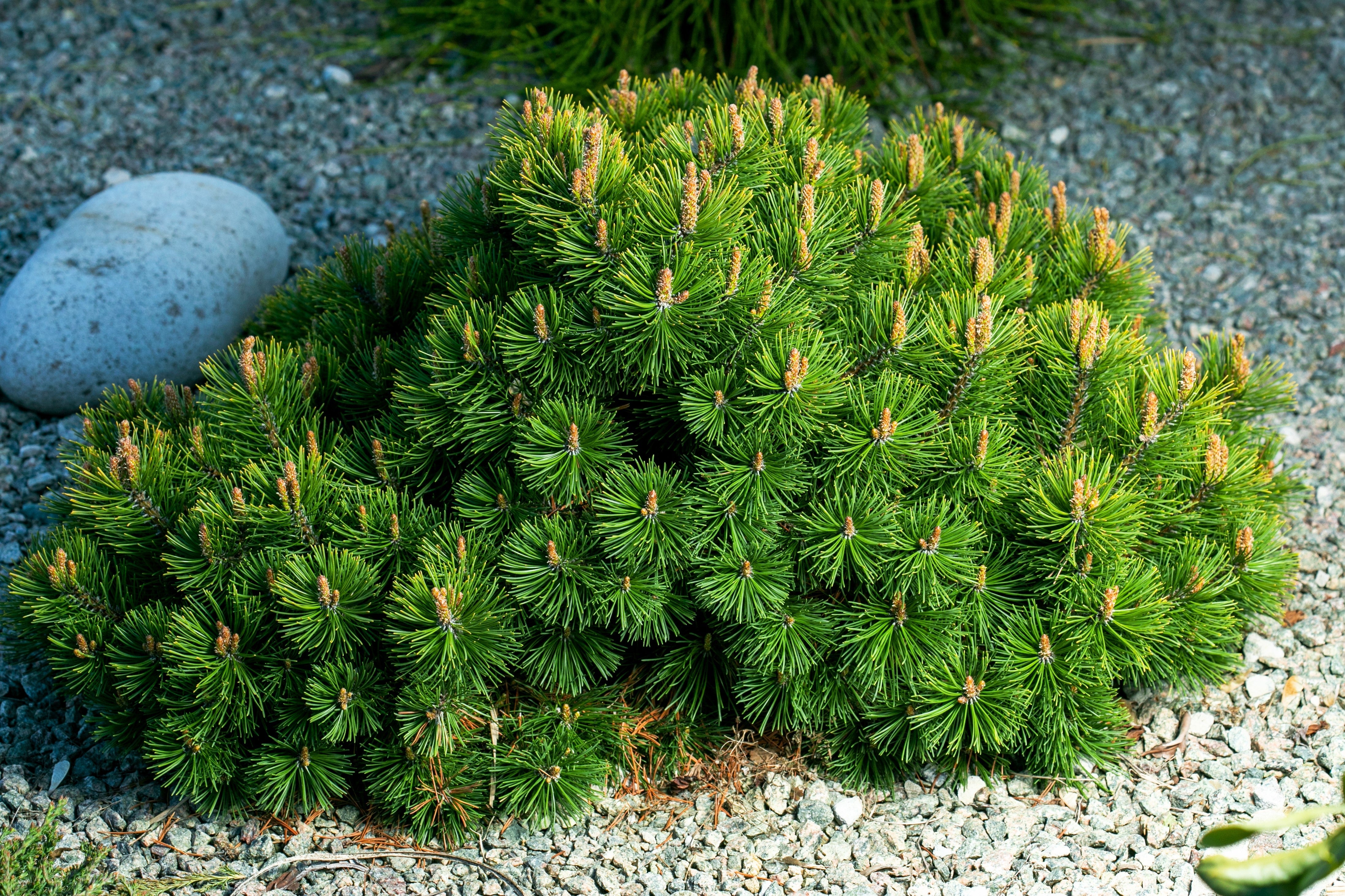 25 MUGO PINE Dwarf Evergreen Pinus Pumilio Shrub Seeds