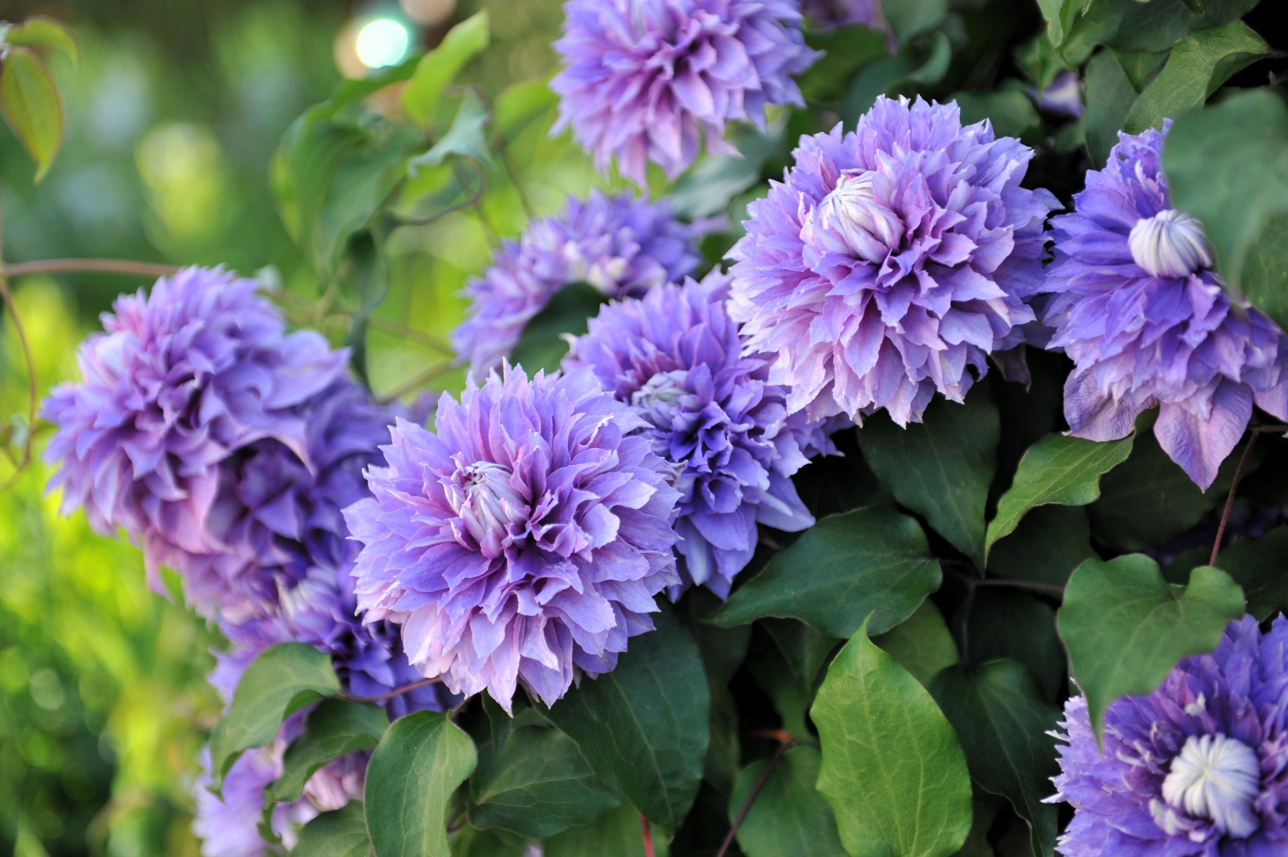 10 MIXED HYBRID CLEMATIS Hybrida Red Purple Pink Blue Bicolor Flower Vine Seeds