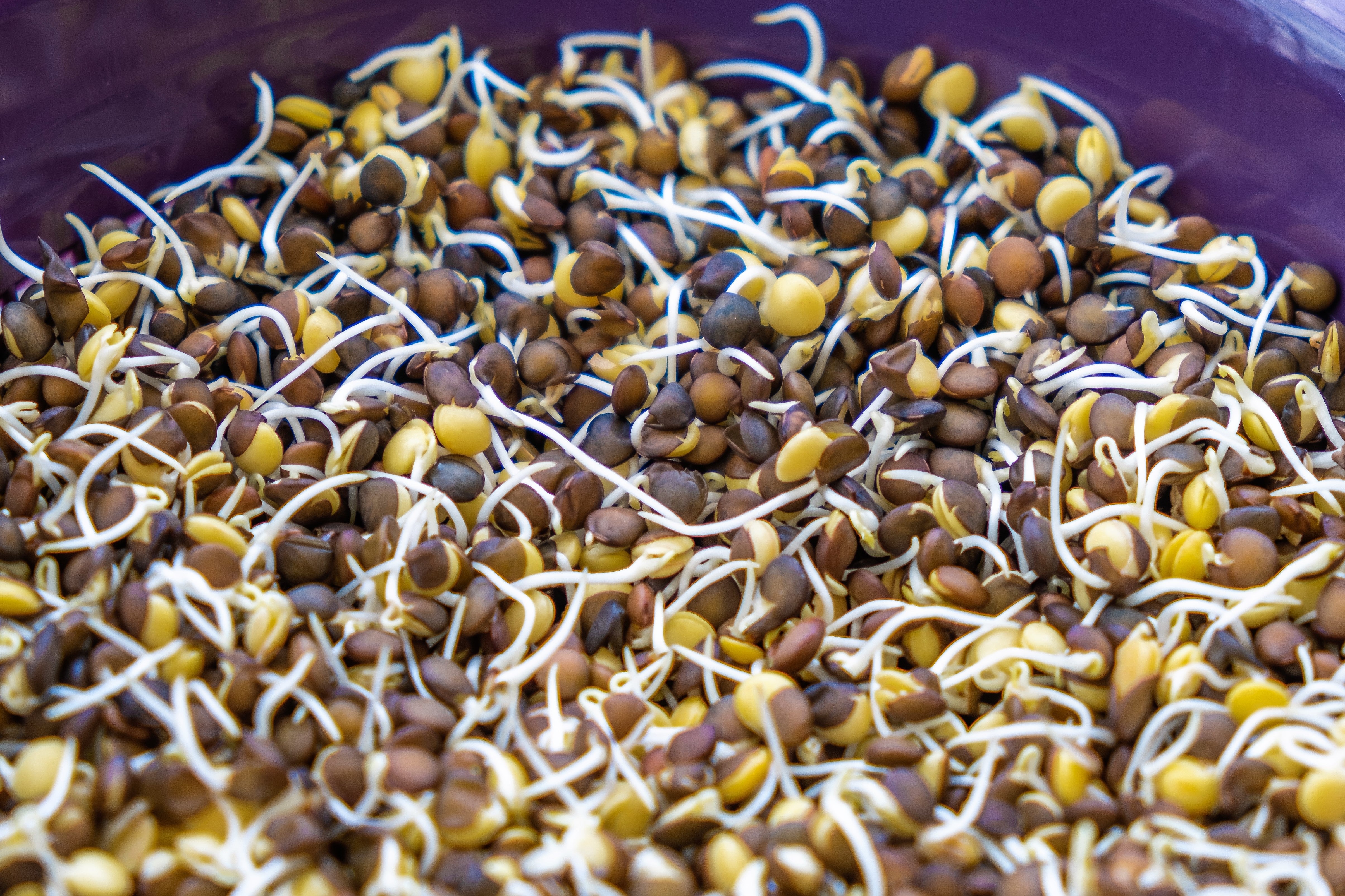 100 BLACK LENTIL Bush Lens Culinaris Vegetable Legume Sprouts Seeds
